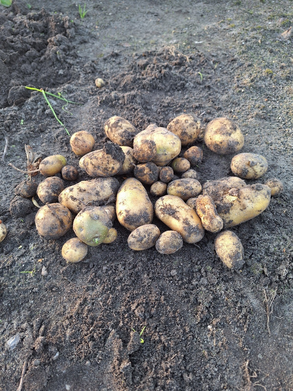 Nieuwe aardappelen, Tuin en Terras, Grind, Keien en Split, Ophalen of Verzenden, Nieuw