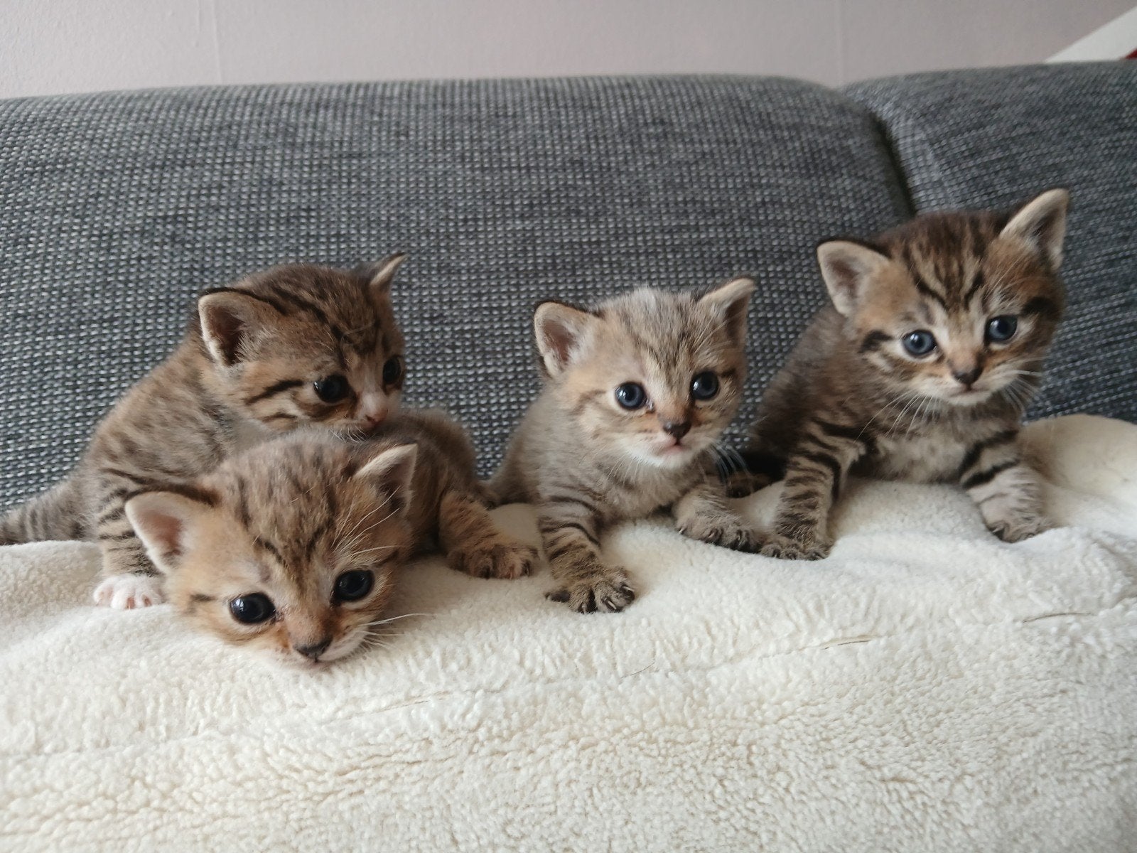 Kittens