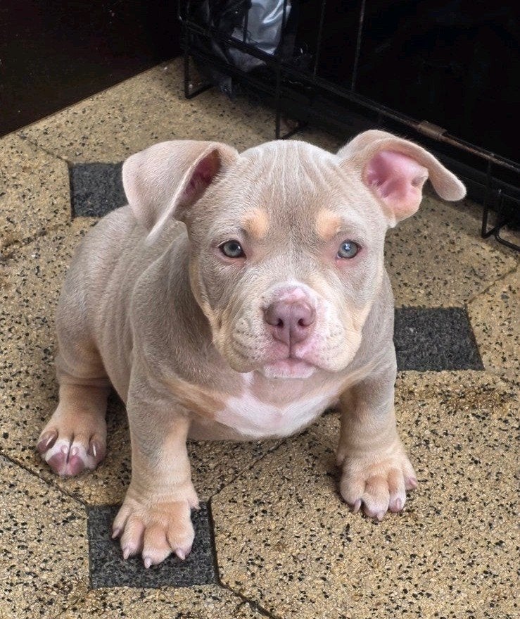 American Micro  Bully | ABKC | Mogen Nest verlate❤️, Overige rassen, 8 tot 15 weken, Parvo, Meerdere