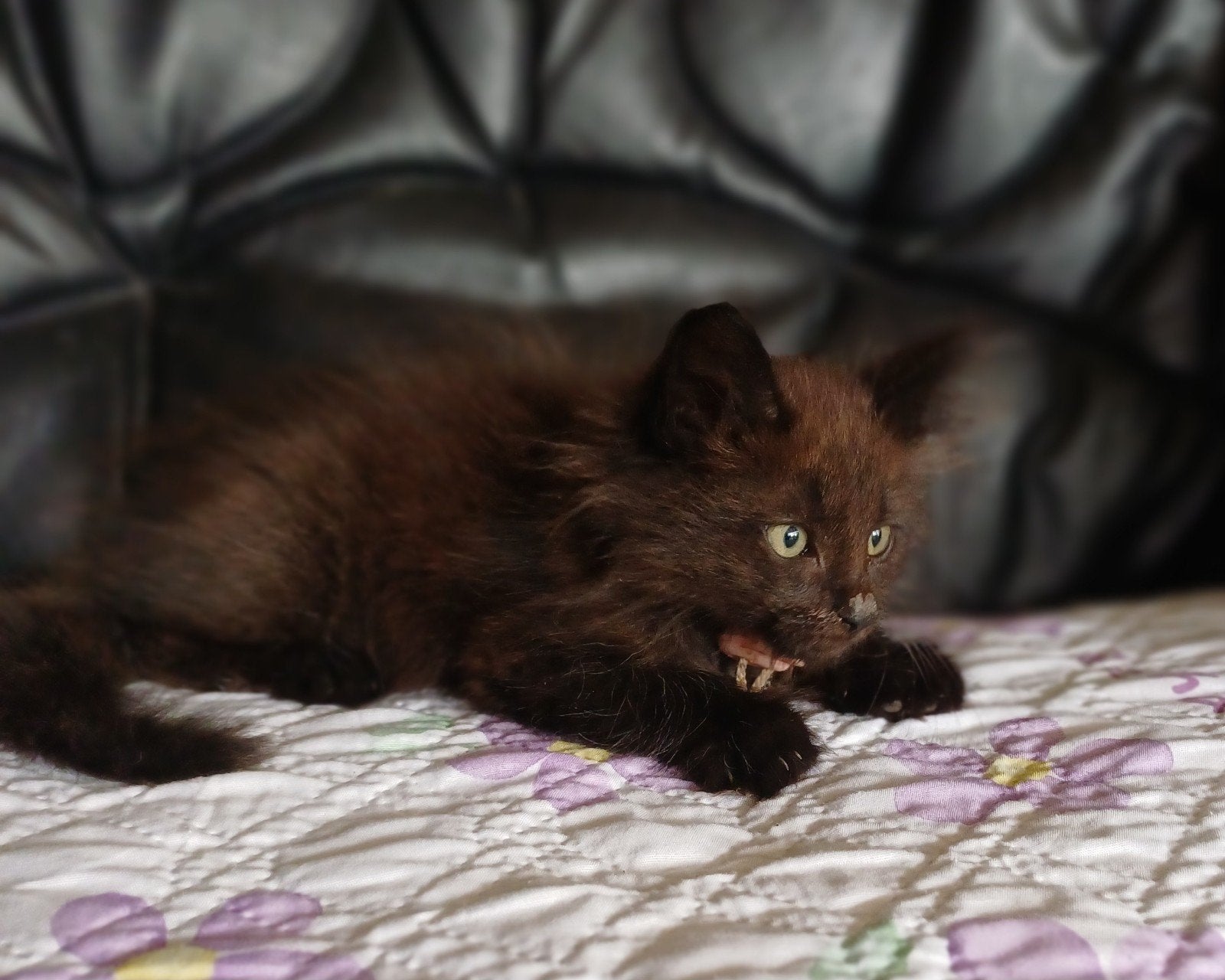 Onze Bloem Noorse Boskat heeft 2 kittens gekregen ., Meerdere dieren, Met stamboom, 0 tot 2 jaar