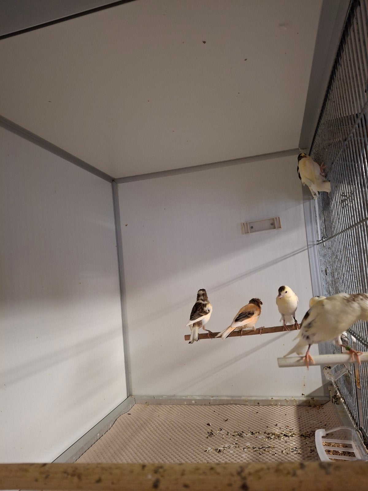 harlekijn kanaries, Meerdere dieren, Kleurkanarie
