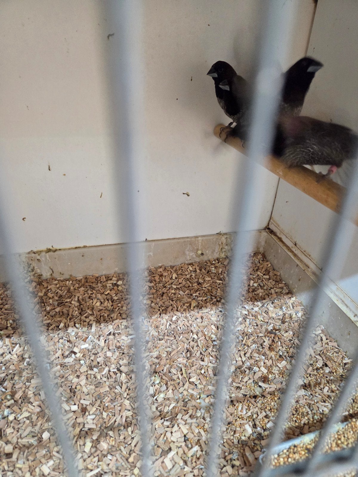 grote tt meeuwen, Dieren en Toebehoren, Vogels | Overige Vogels, Meerdere dieren