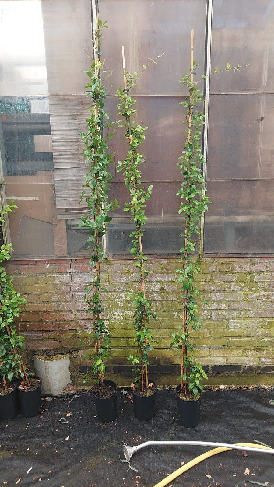 Toscaanse jasmijnen kleur wit lang 175/200cm 35 st 12.50 pst, Ophalen, Volle zon, Vaste plant, Klimplanten