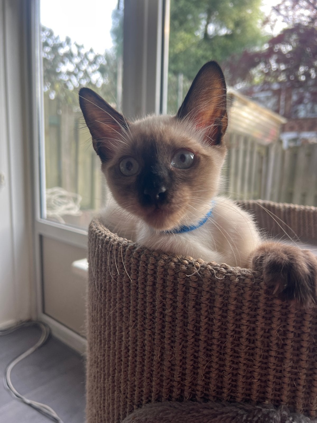 Kittens Siamees, Poes, Kortharig, 0 tot 2 jaar