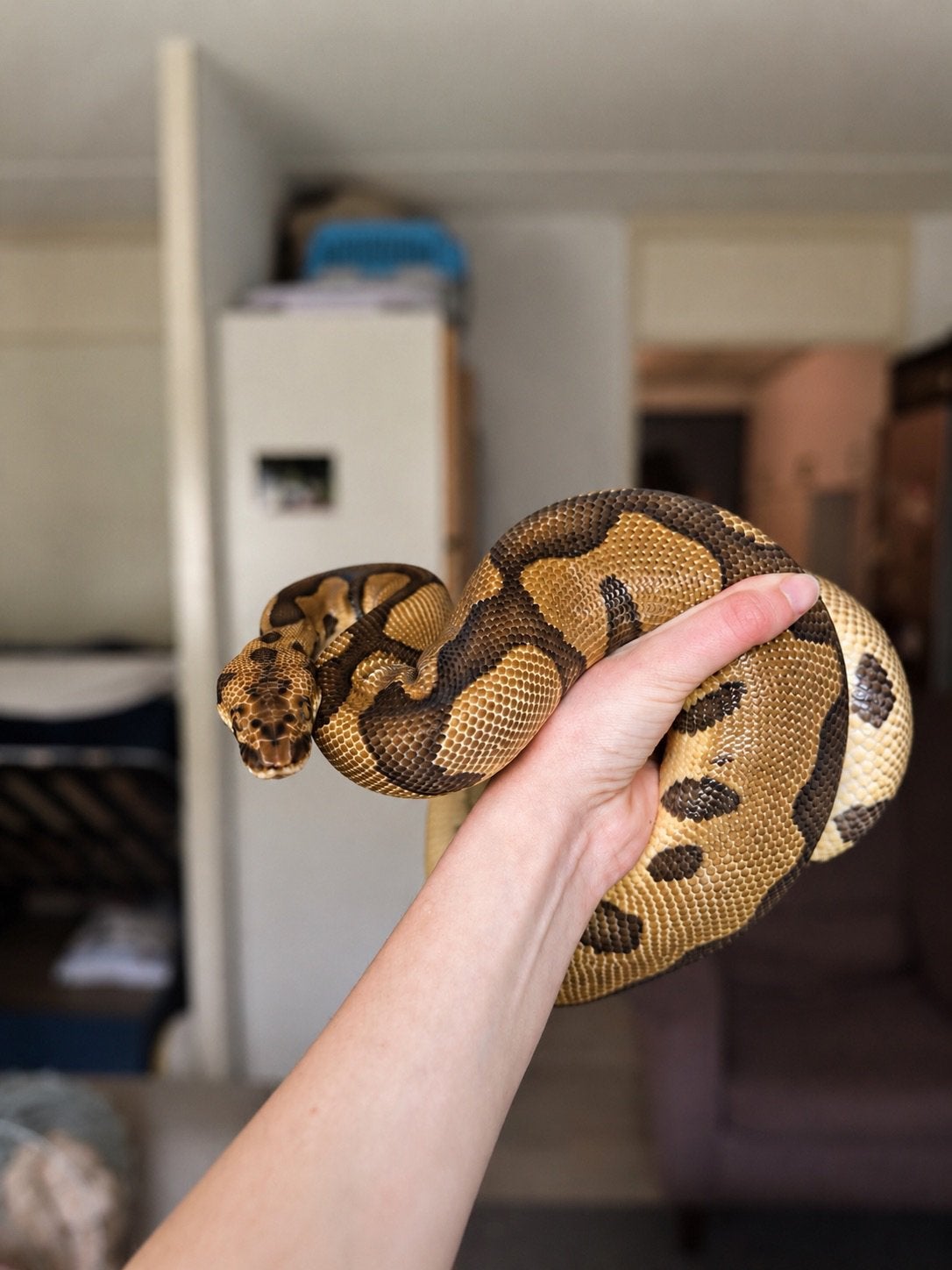 Ballpython - python regius Ball Python photo 3