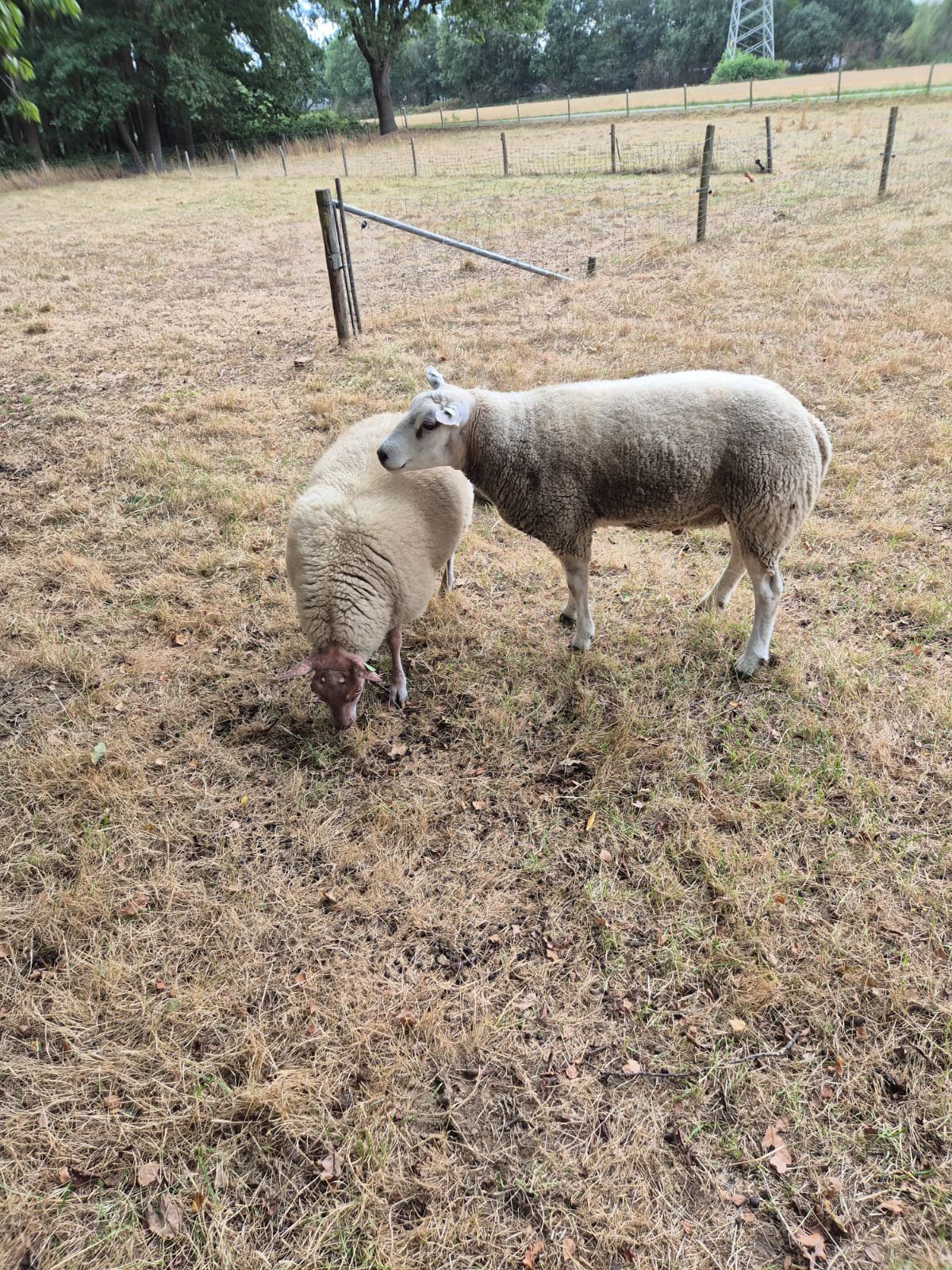 Te koop: overjarige dekbok, geboren maart 2025., Vrouwelijk, Schaap, 0 tot 2 jaar
