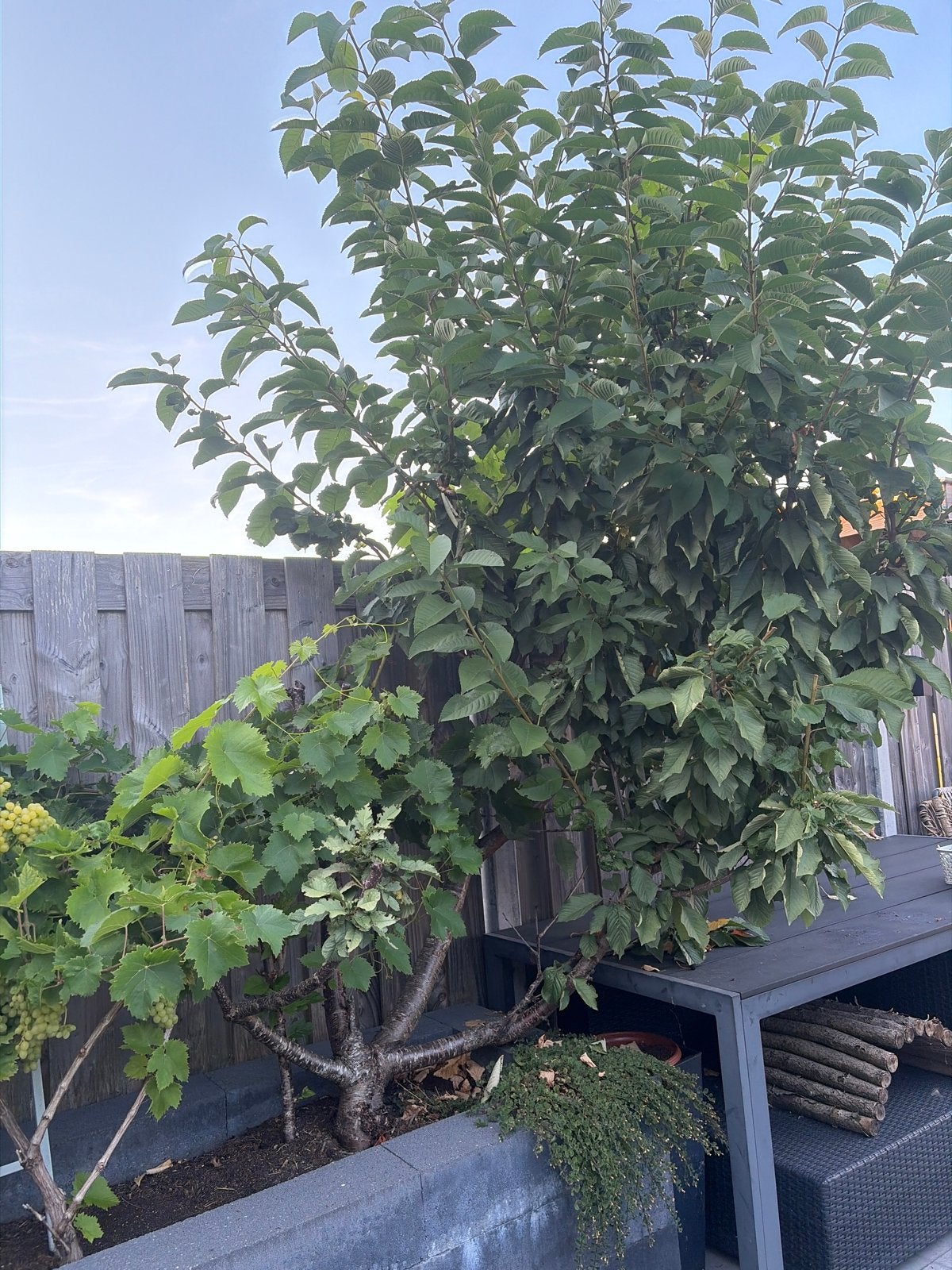 Diverse fruitbomen: appel, 2x kers en kaki, Tuin en Terras, Ophalen, Lente, Volle zon, In pot