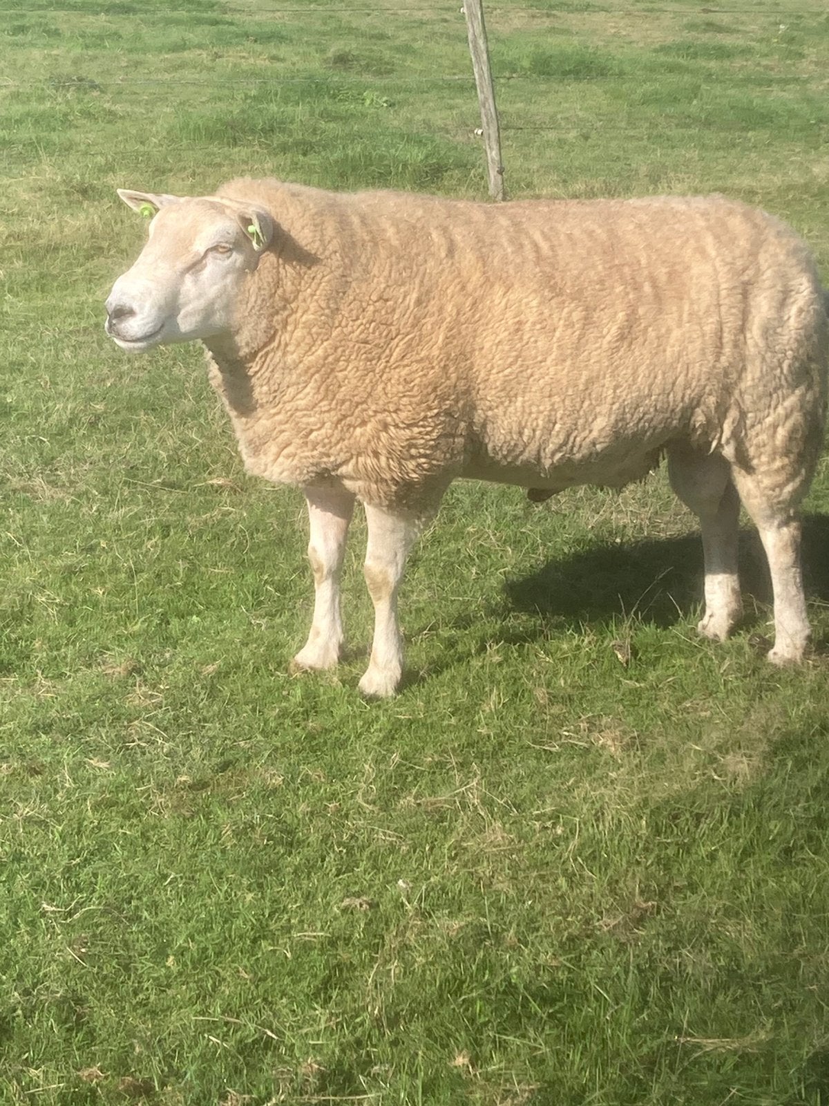 texelaar/swifter dakram  van 2024, Mannelijk, Schaap, 0 tot 2 jaar