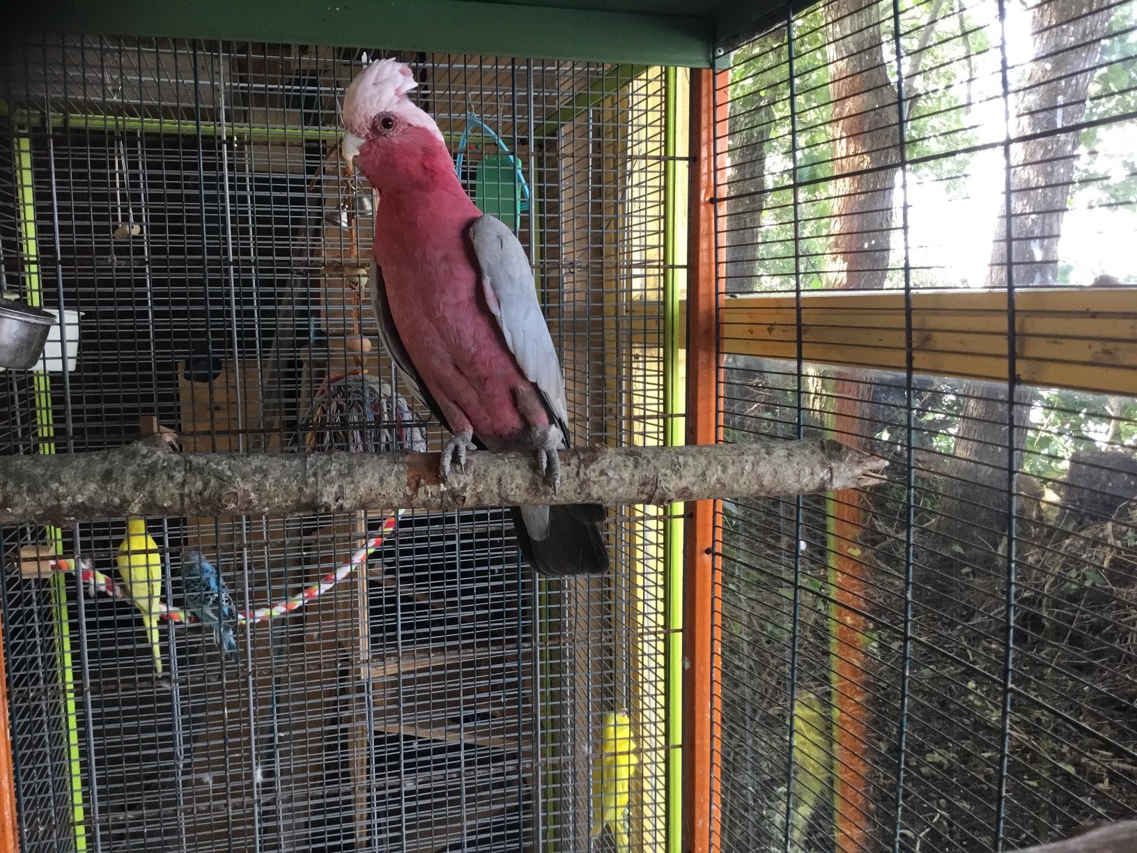 Rose kaketoe man, Dieren en Toebehoren, Mannelijk, Papegaai