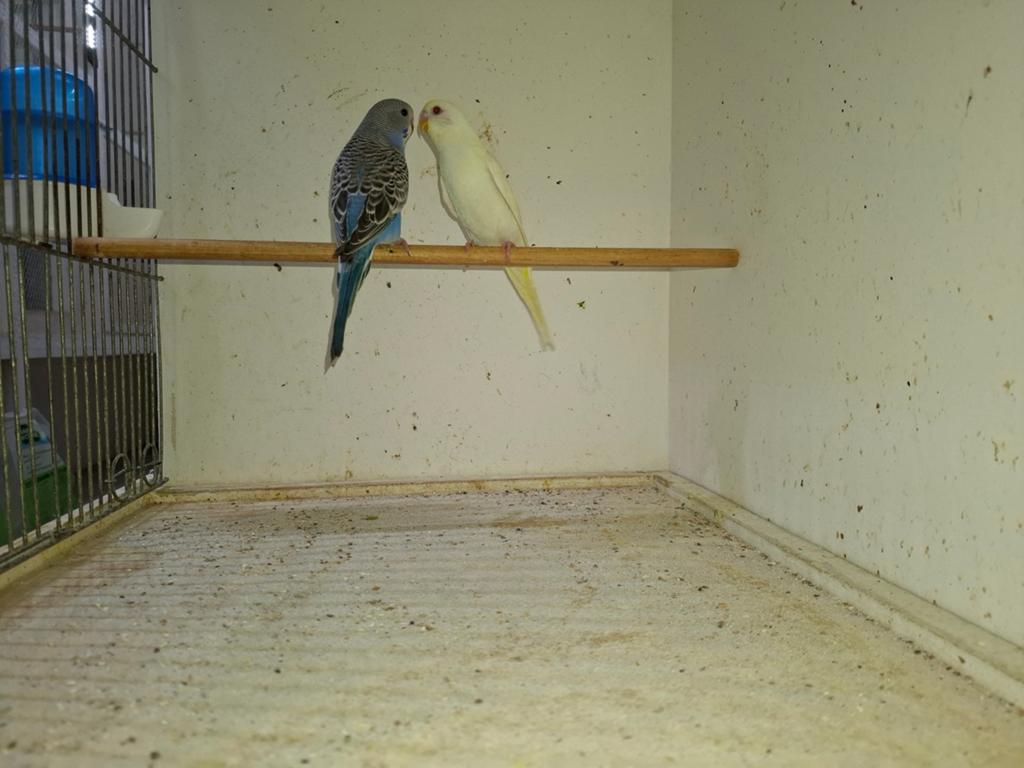 2 jonge grasparkieten te koop., Meerdere dieren, Parkiet, Geringd