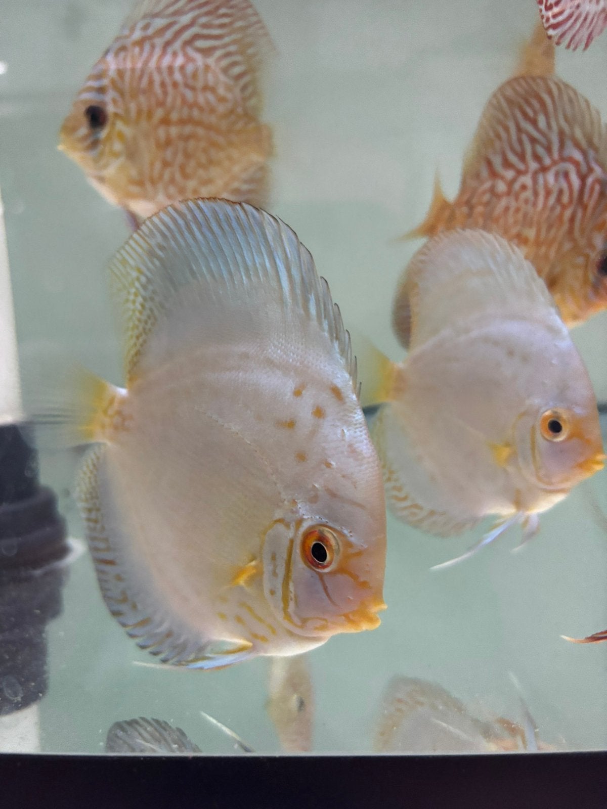 Refection D discussen, Dieren en Toebehoren, Vis