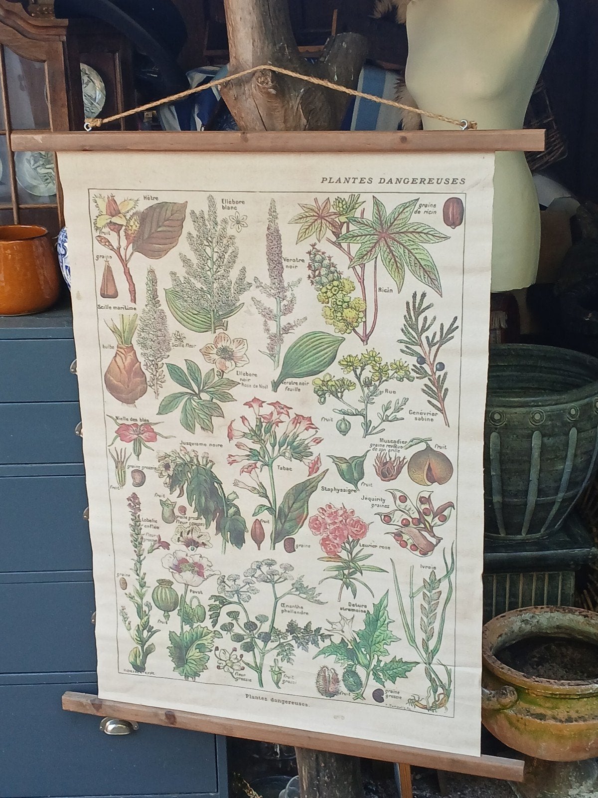 Vintage Botanische Schoolplaat - Giftige Planten, Ophalen of Verzenden