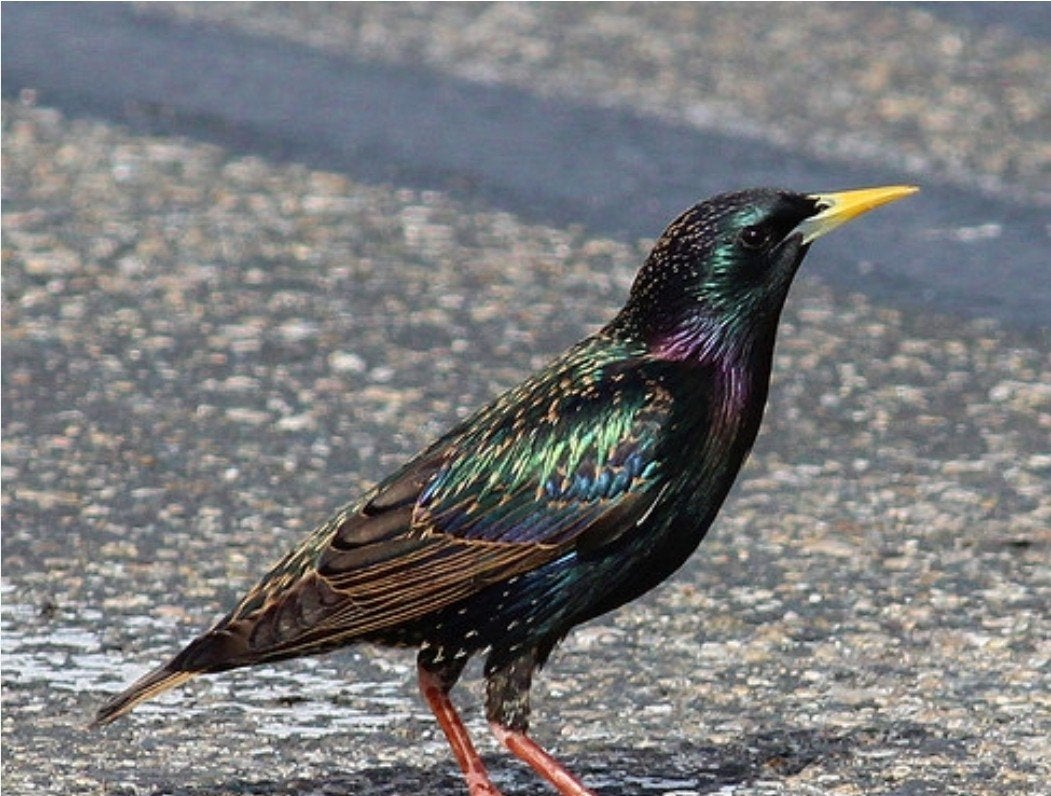 GEZOCHT tuinfluiter en merel pop en een zanglijster man, Mannelijk, Wildzangvogel
