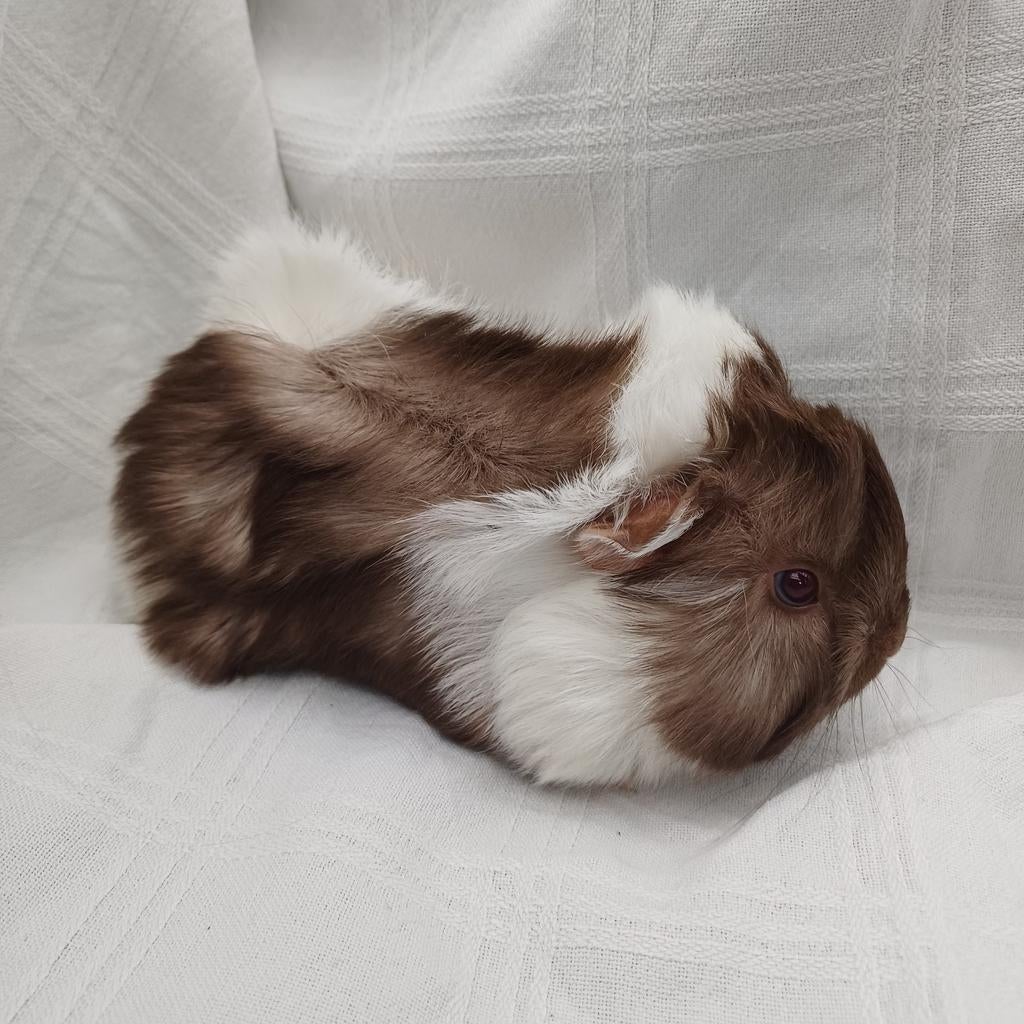 Te koop peruvian zeugje ( gereserveerd), April, Vrouwelijk, Cavia
