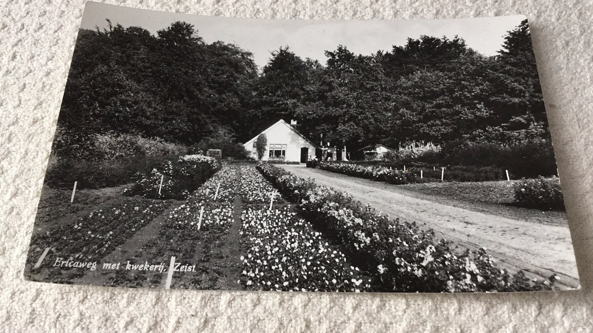 Zeist. Kwekerij., Ophalen of Verzenden, 1940 tot 1960, Ongelopen, Utrecht