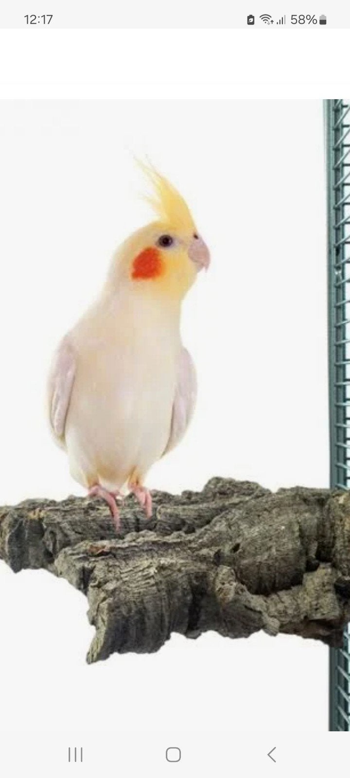 valkparkiet mannetje, Dieren en Toebehoren, Vogels | Parkieten en Papegaaien, Mannelijk, Parkiet