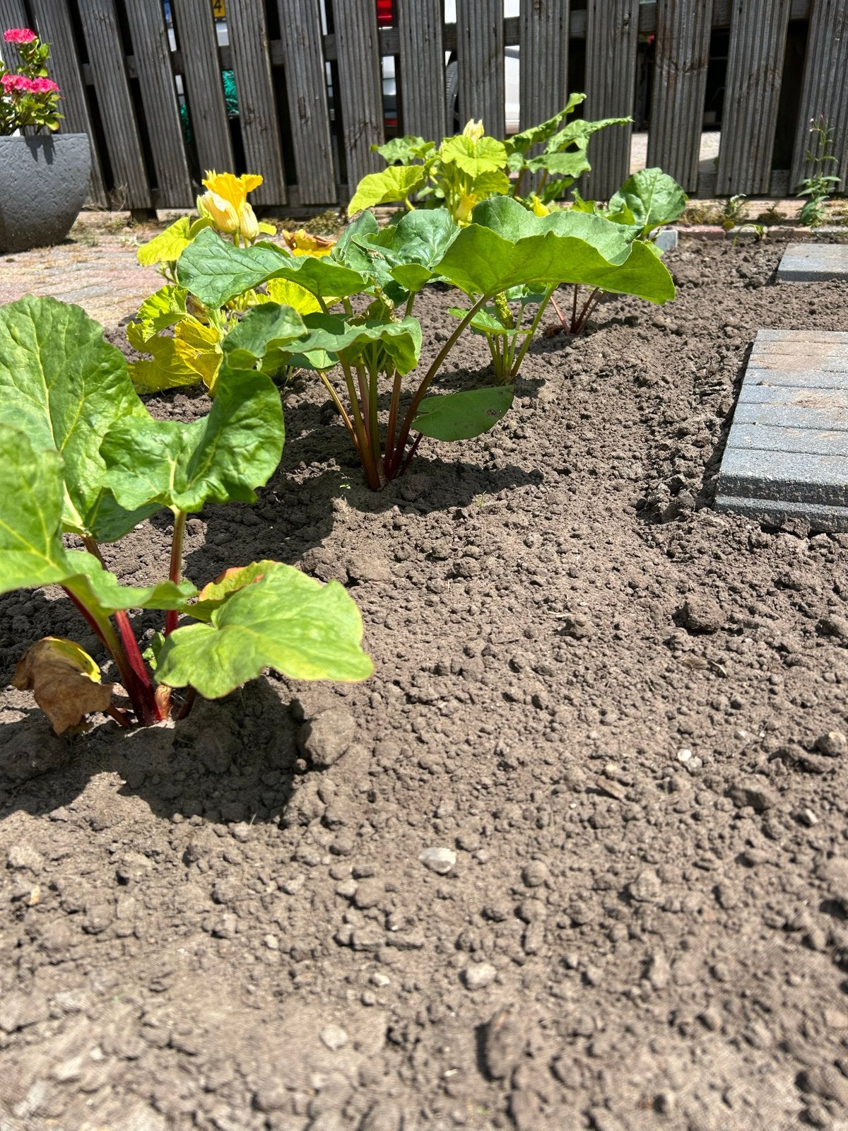 Rode Rabarber Planten - 4 stuks, Tuin en Terras, Planten | Tuinplanten, Ophalen, Volle zon, Vaste plant, Bloeit niet