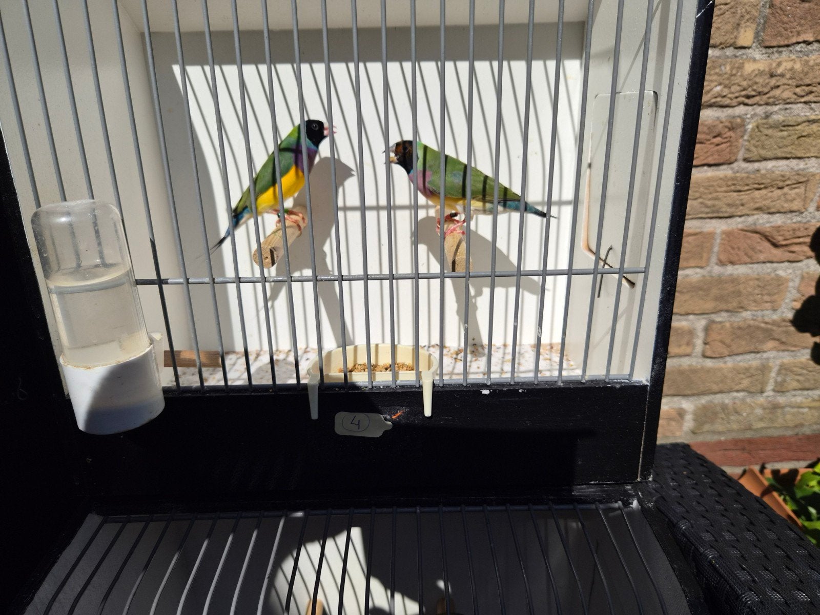 koppel gouldamadine, Meerdere dieren, Tropenvogel, Geringd