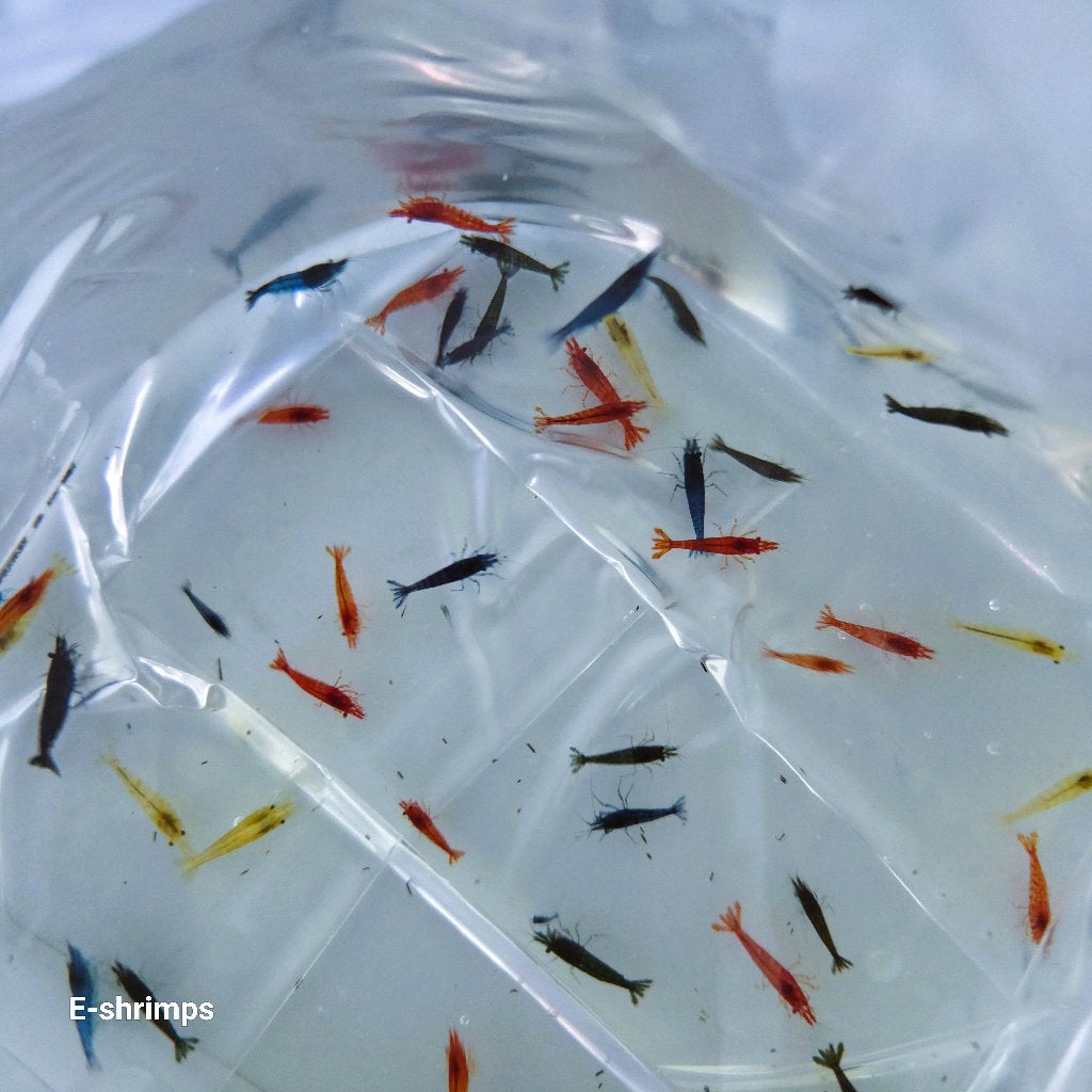 ☑️️Uitgeselecteerde | Neocaridina-garnalen, Kreeft, Krab of Garnaal, Zoetwatervis, Schoolvis