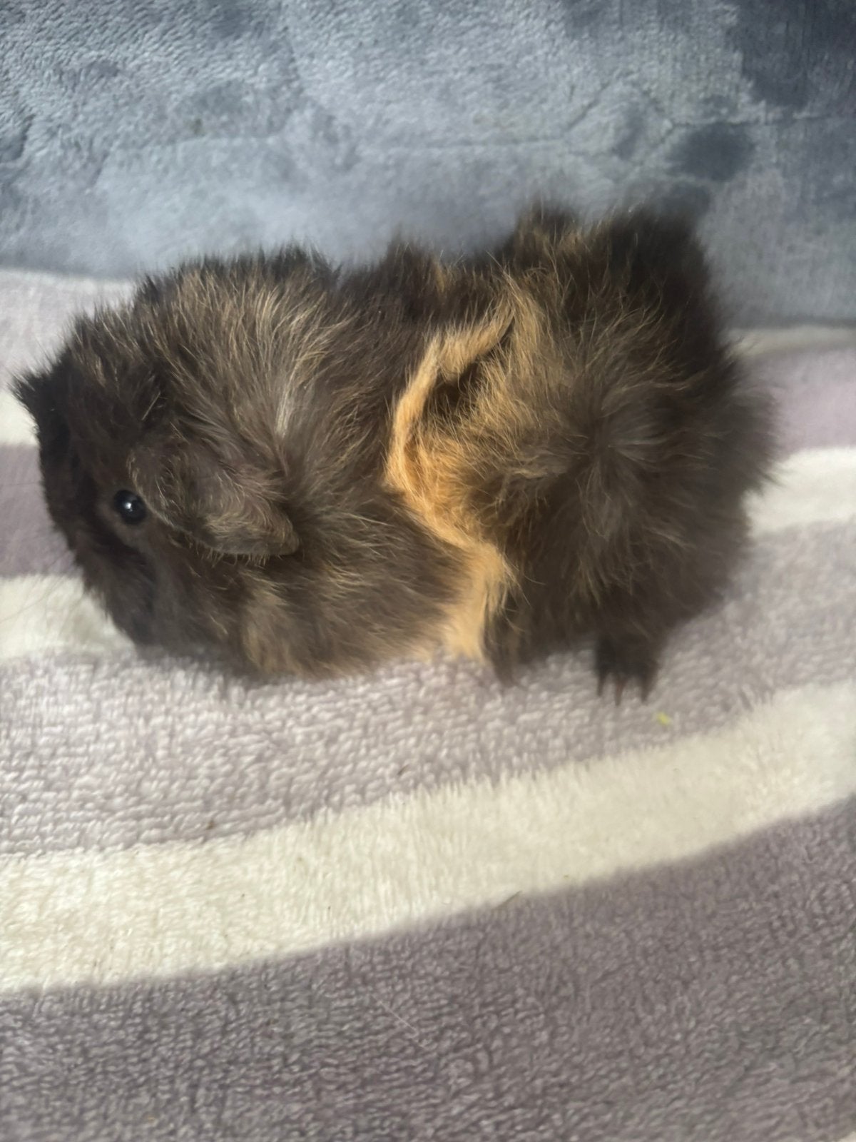 Laatste peruvian cavia beertje beschikbaar €15 euro, Cavia, Mannelijk, Tam, September