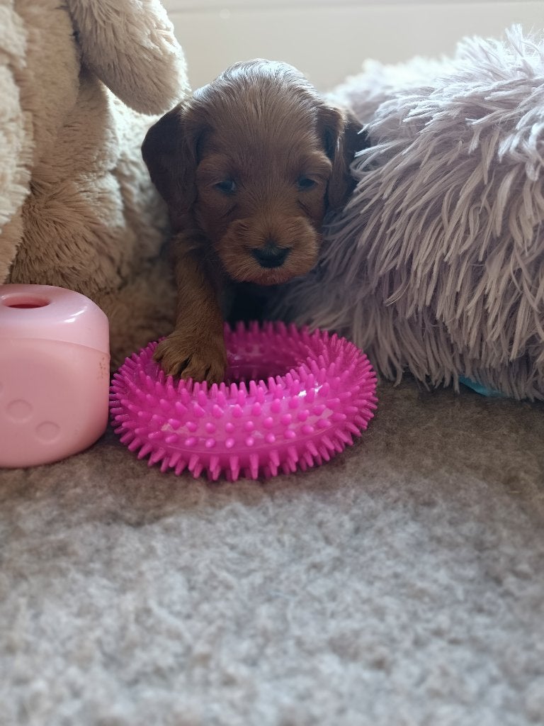 Mini Labradoodle pups ❤️❤️, België, Particulier, Overige rassen, CDV (hondenziekte)