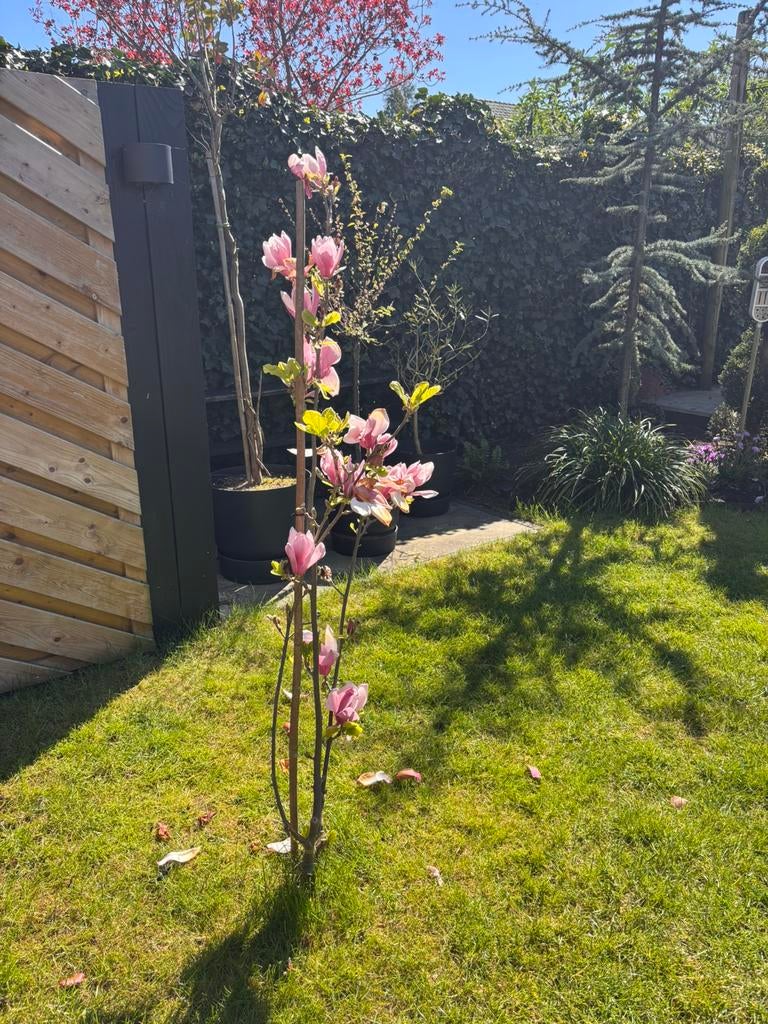 Magnolia, Ophalen, Overige soorten, Lente