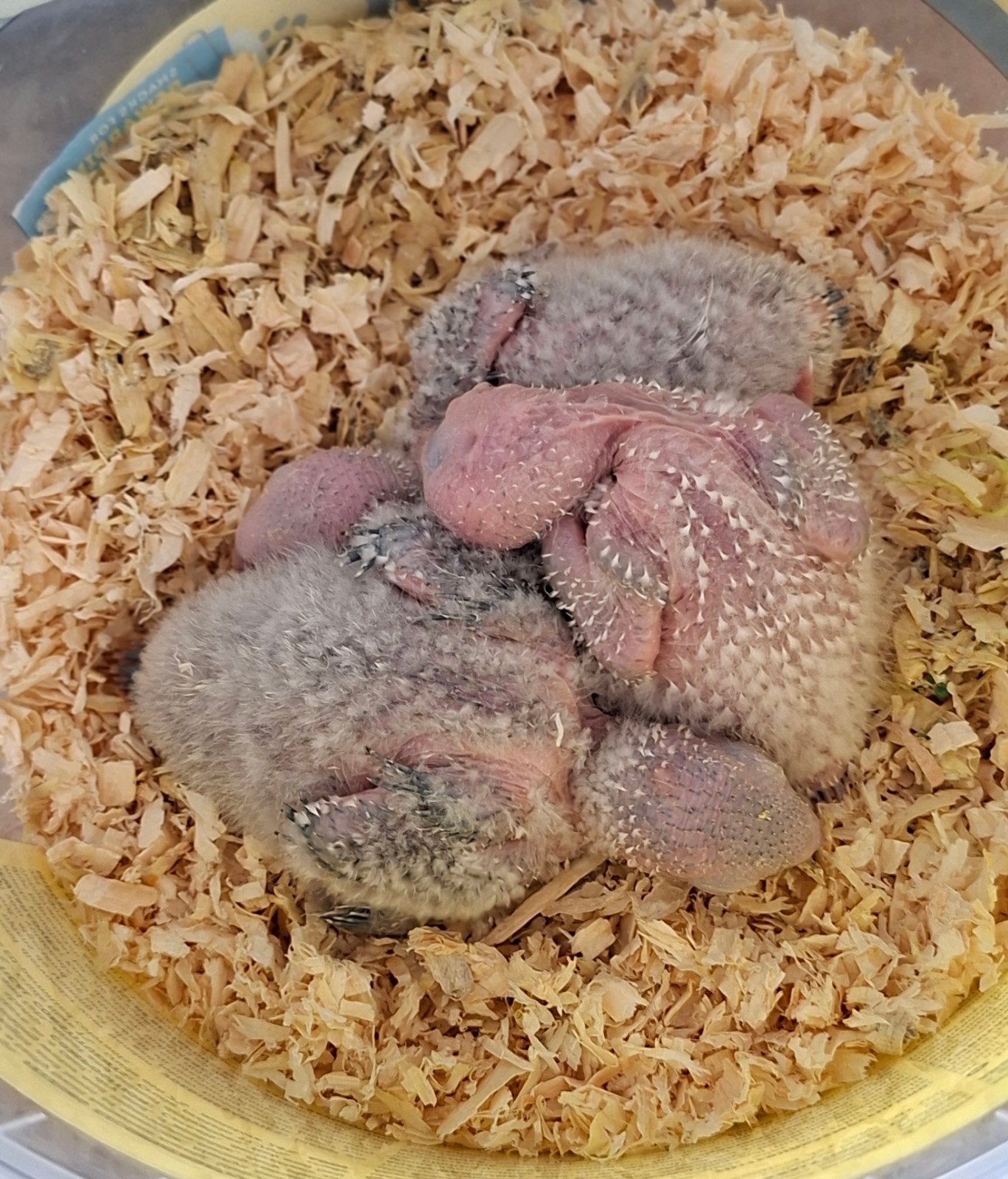 Pyrrhura 2x, Dieren en Toebehoren, Vogels | Parkieten en Papegaaien, Geslacht onbekend, Parkiet, Tam