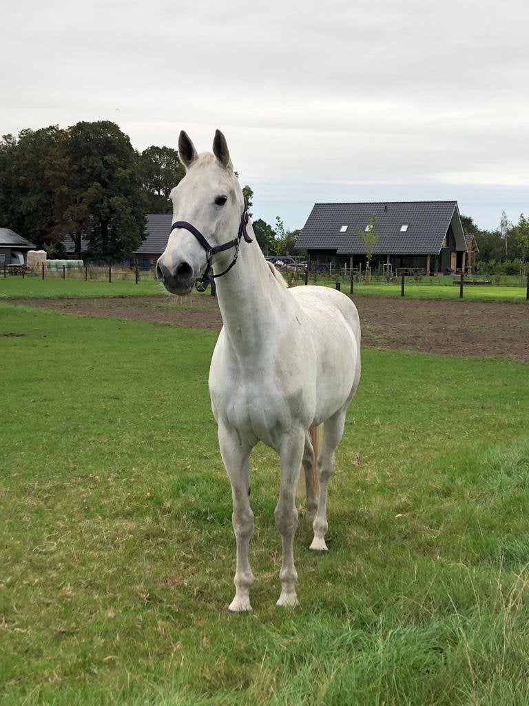 Zeer lieve merrie, Merrie, Met stamboom, 170 tot 175 cm, 11 jaar of ouder
