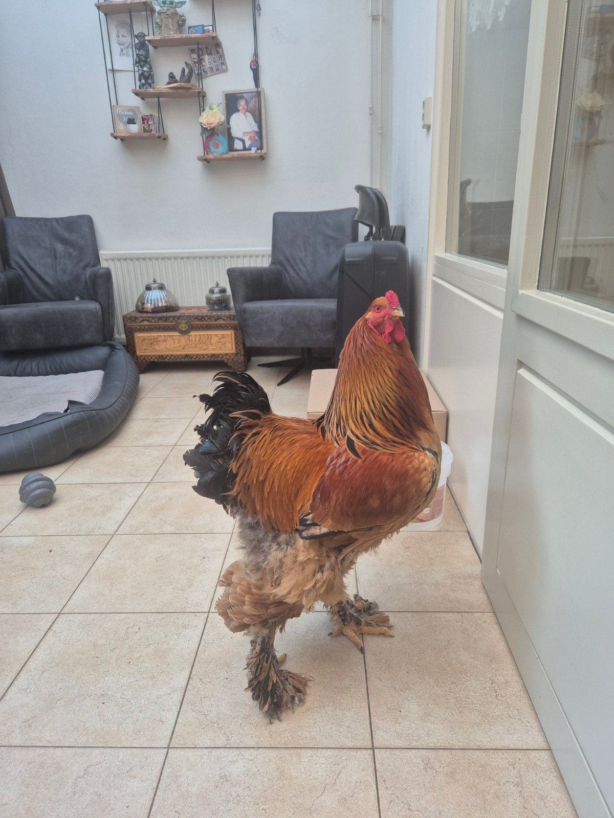 Brahma Haan / Hanen, Dieren en Toebehoren, Pluimvee, Kip, Mannelijk