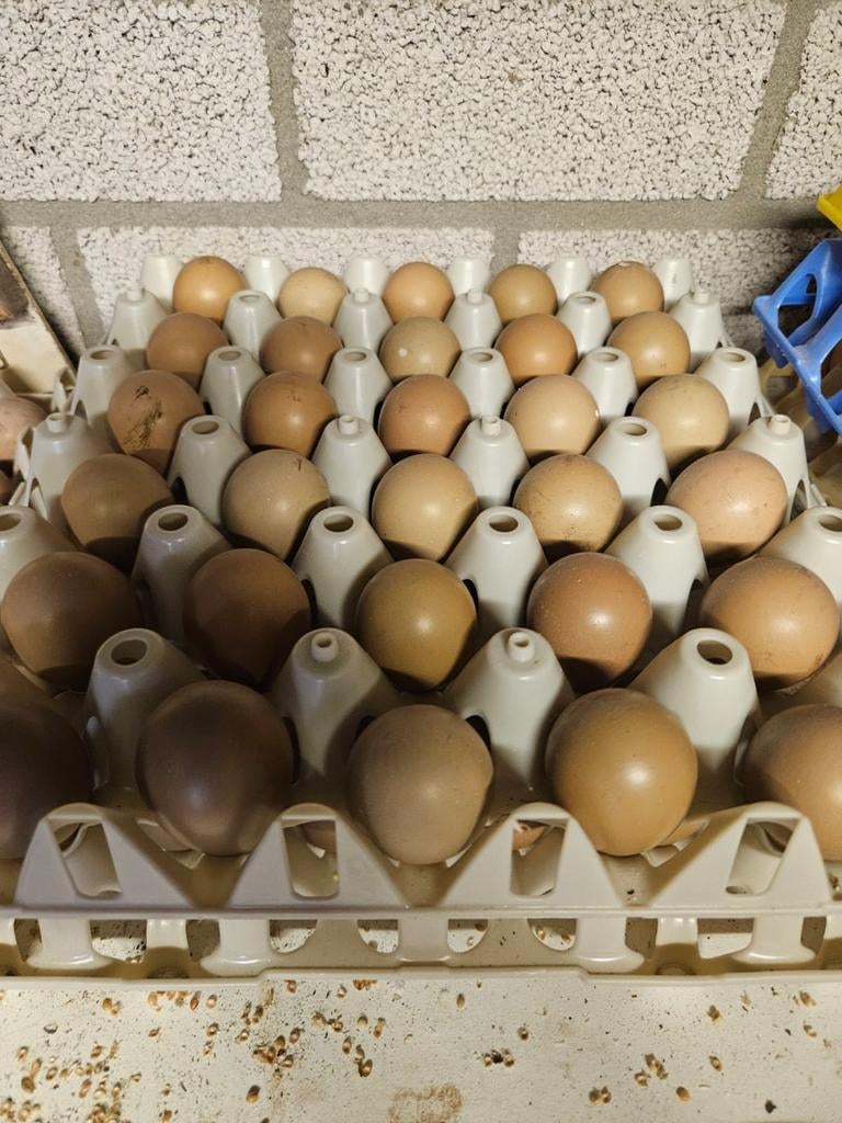 Broedeieren bosfazanten, Geslacht onbekend, Overige soorten