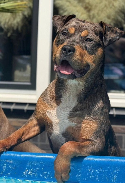 Bully xl teef, Overige rassen, 1 tot 2 jaar, Teef, Eén hond