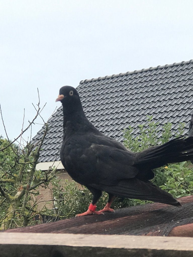 Jong mannetje, oosterse roller duif. maar €6, Dieren en Toebehoren, Mannelijk, Tuimelaar of Roller