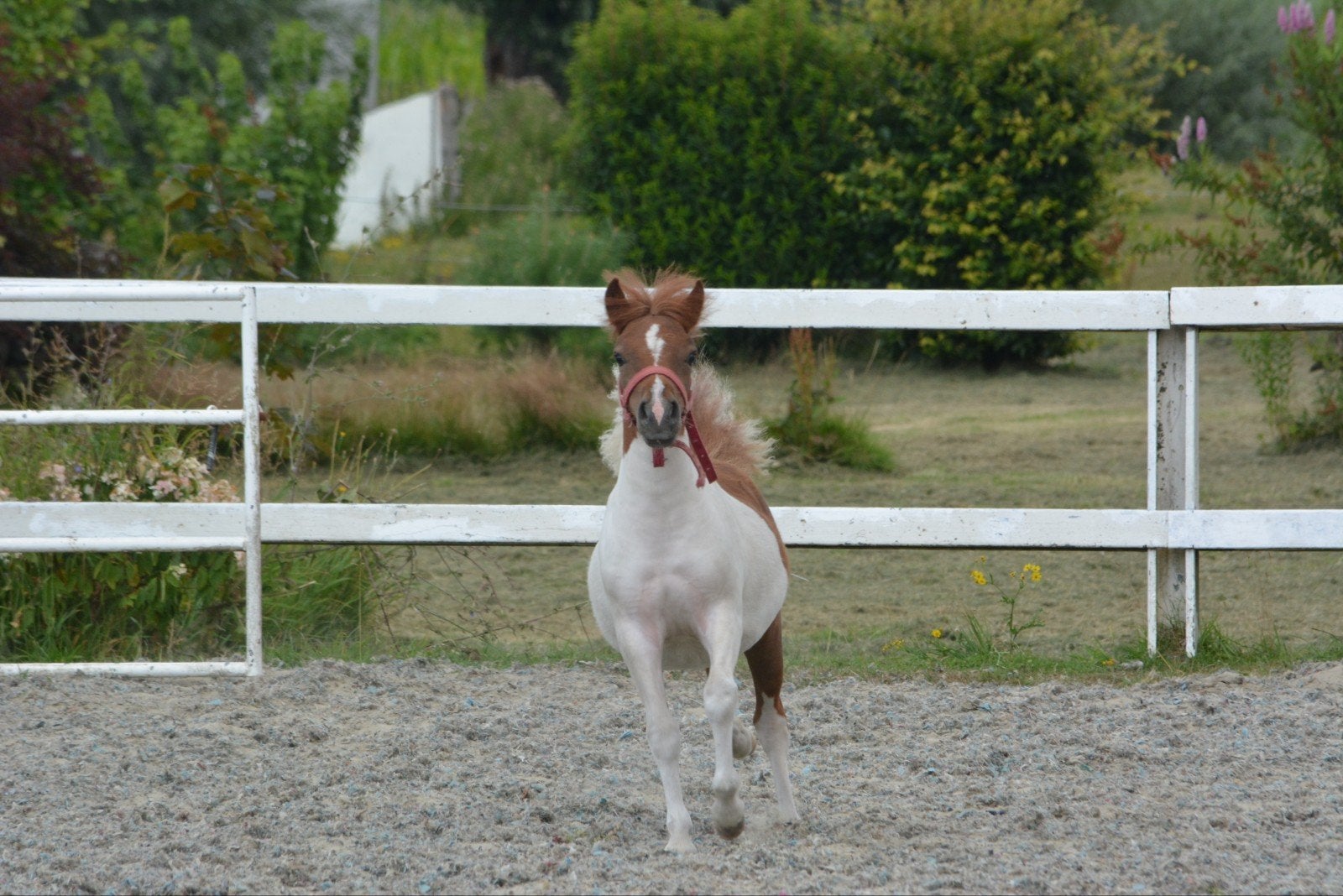 Plekje gezocht voor twee shetlandpony's, Weidegang, 2 of 3 paarden of pony's