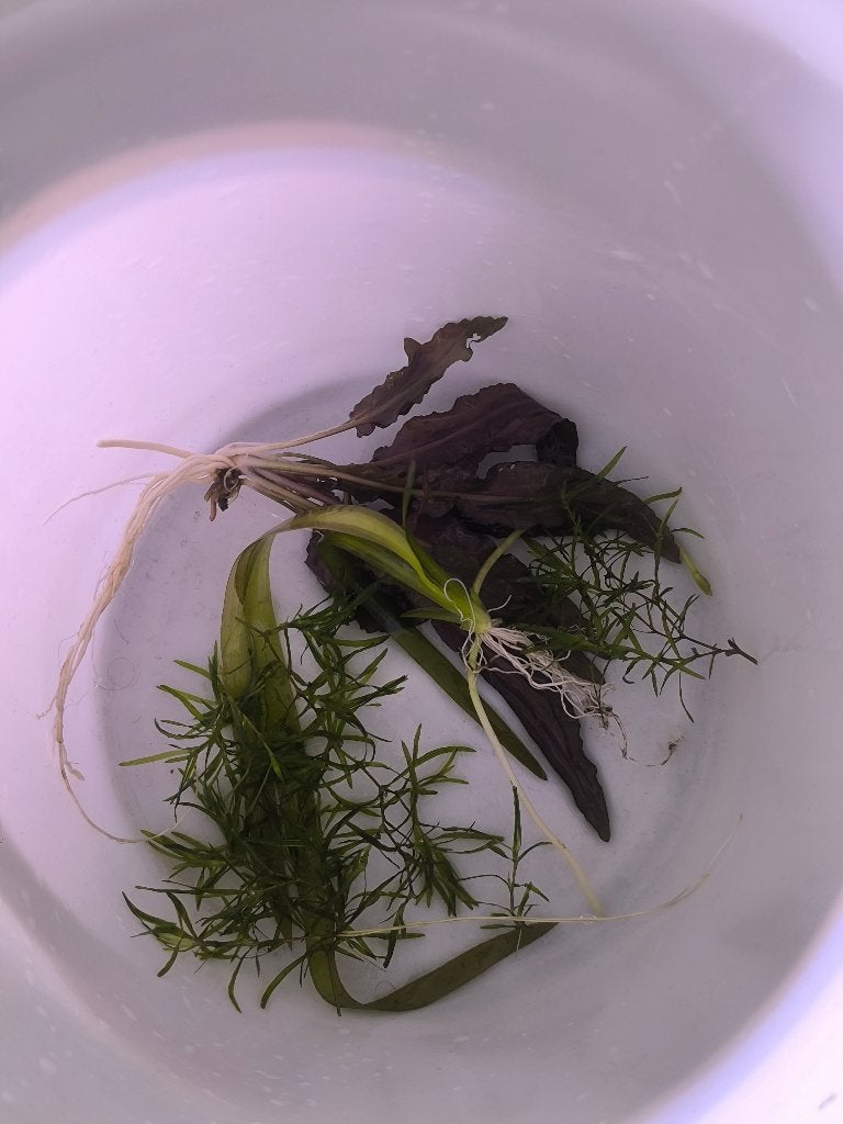 Gratis aquariumplanten, Ophalen, Plant(en), Steen of Hout