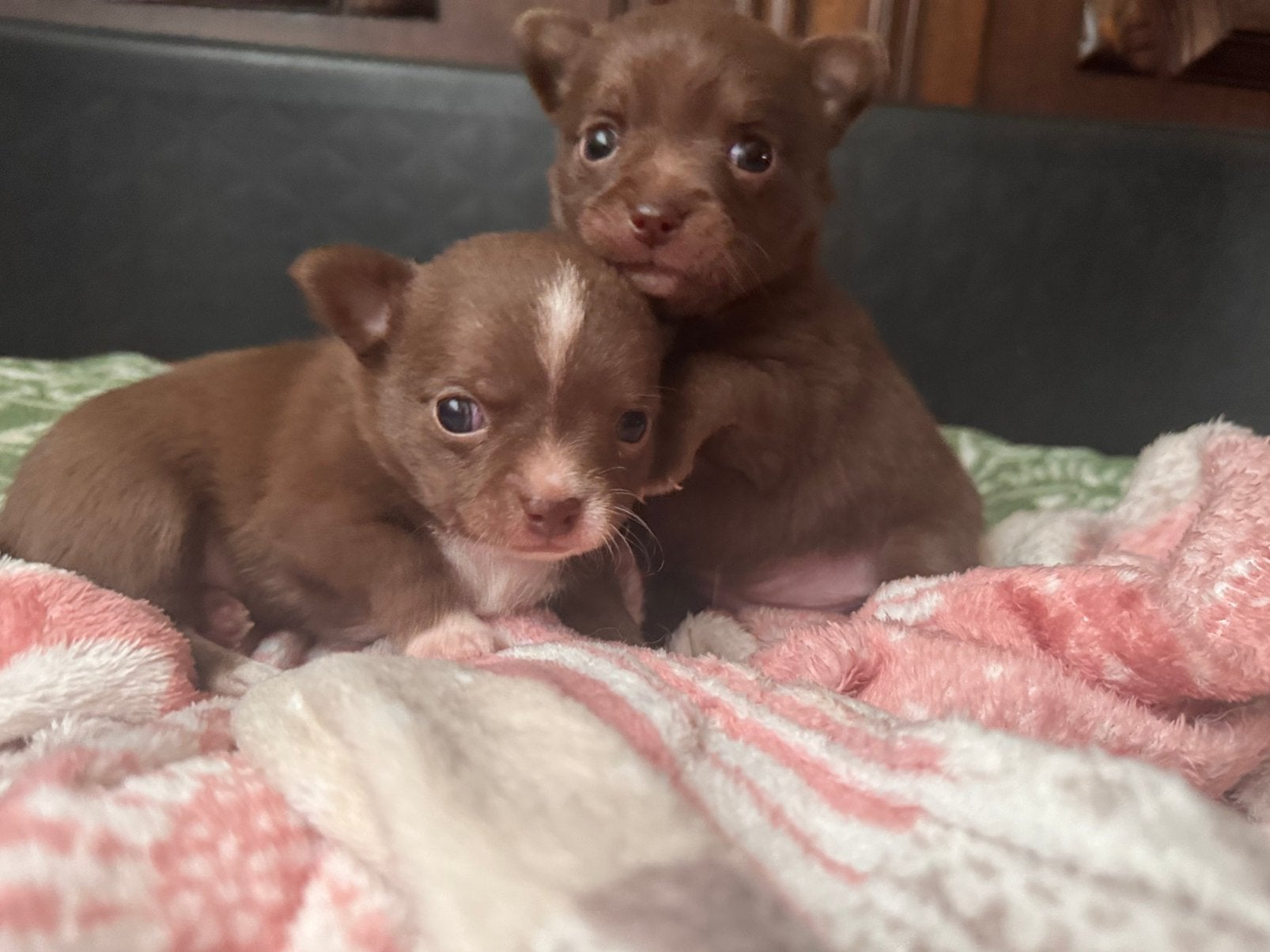 Prachtige rasechte Chihuahua pups, Dieren en Toebehoren, Honden | Chihuahua's en Gezelschapshonden, Parvo, 8 tot 15 weken, Meerdere