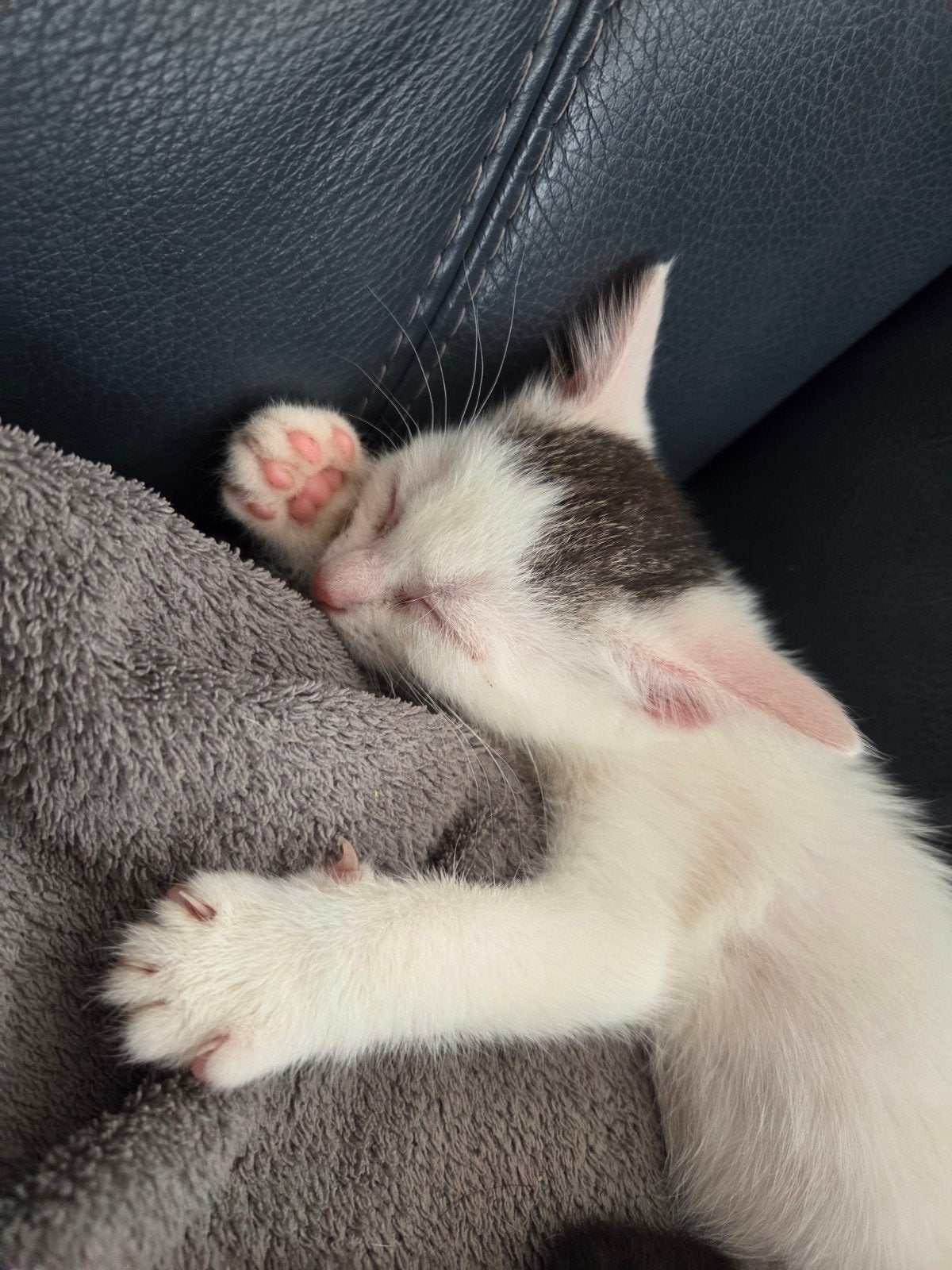 kittens, Dieren en Toebehoren, Meerdere dieren, Kortharig, 0 tot 2 jaar