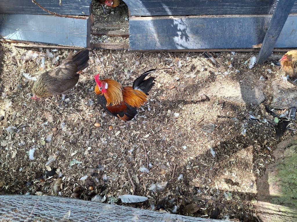 Hollandse kriel, Dieren en Toebehoren, Pluimvee, Meerdere dieren, Kip