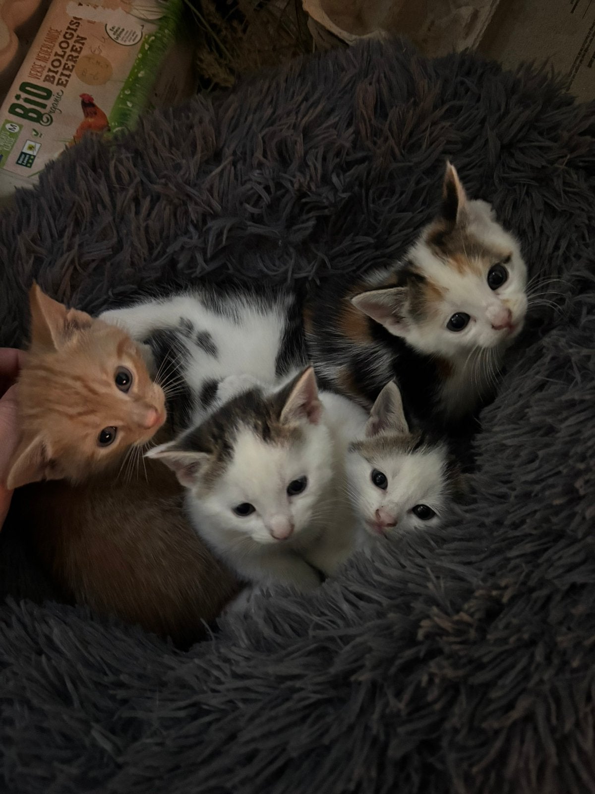 Super lieve gevlekte kittens, Meerdere dieren, Kortharig, 0 tot 2 jaar