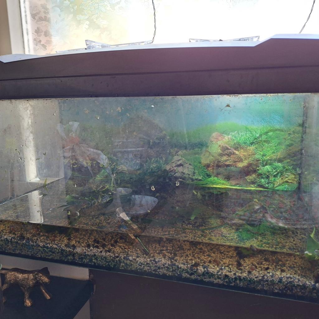 Aquarium 60x30x30 zojuist leeggehaald, Dieren en Toebehoren, Vissen | Aquaria en Toebehoren, Ophalen