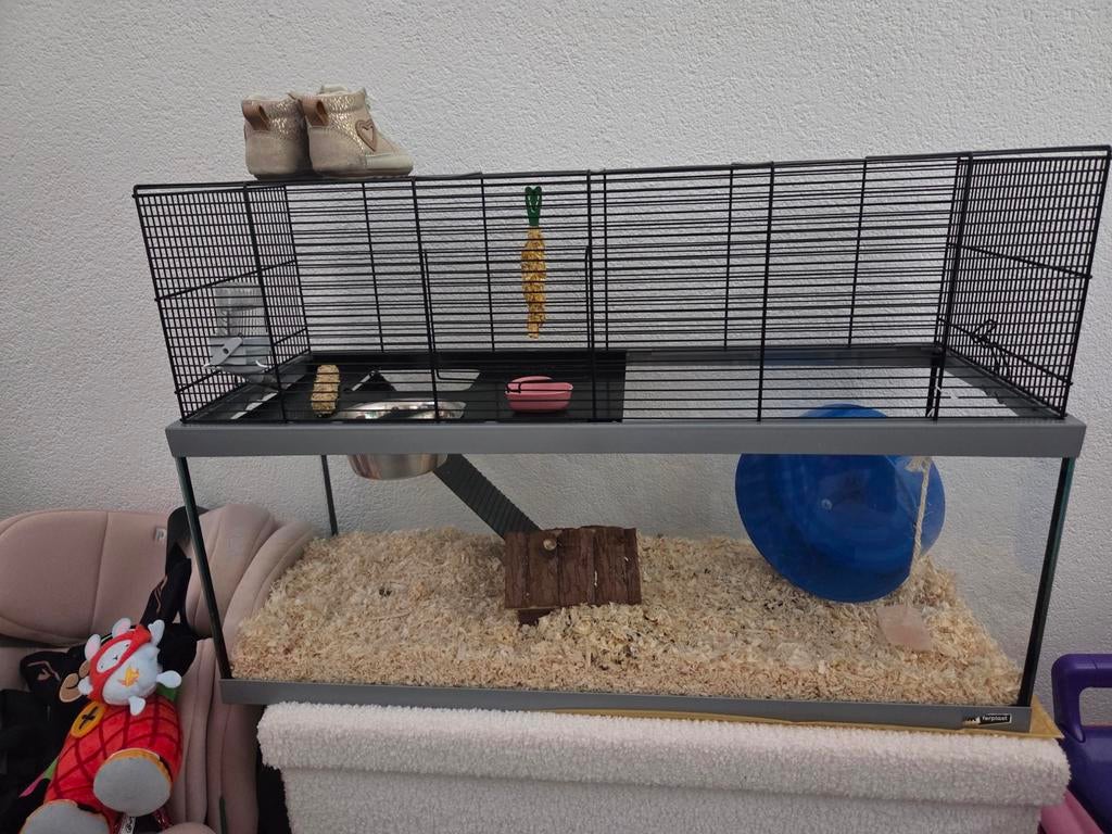 Goed tehuis gezocht voor onze  hamster, Dieren en Toebehoren, Knaagdieren, Juni, Vrouwelijk, Hamster