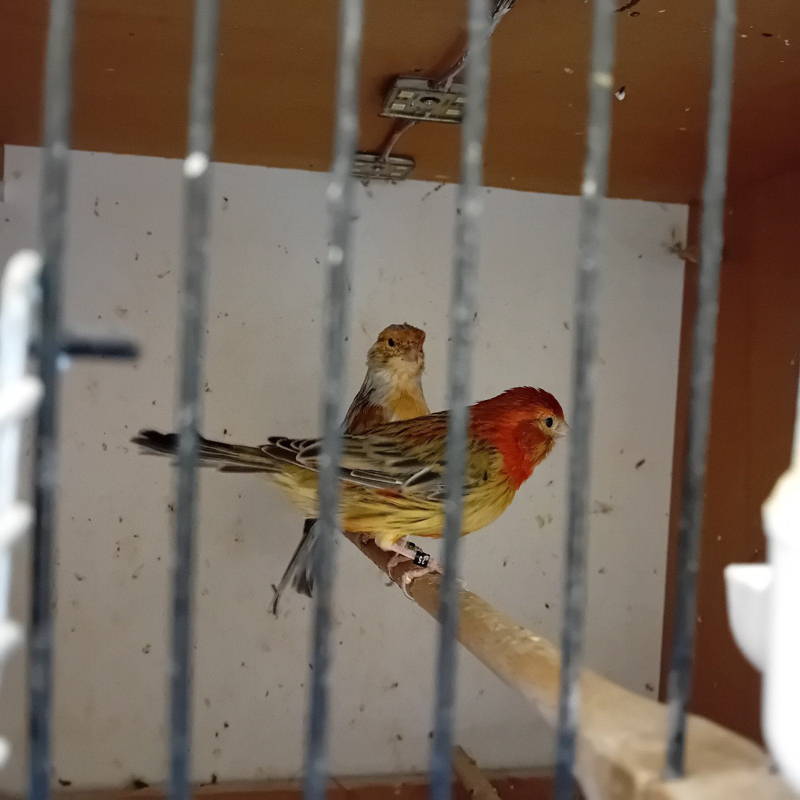Koppel rood agaat mozaïek kanaries, Dieren en Toebehoren, Meerdere dieren, Kleurkanarie
