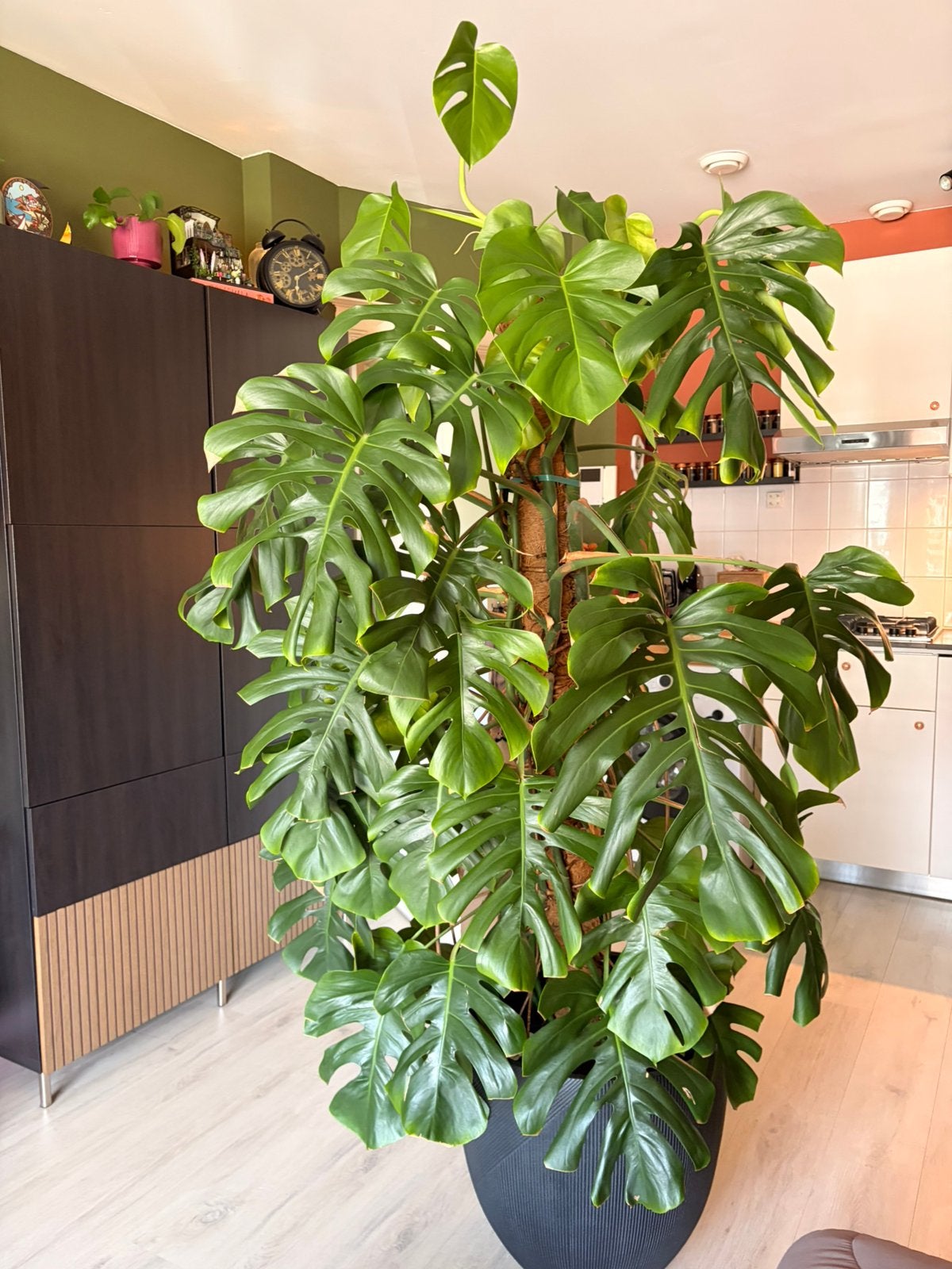 Monstera van +- 200 cm, Huis en Inrichting, Ophalen, Halfschaduw, In pot, 150 tot 200 cm