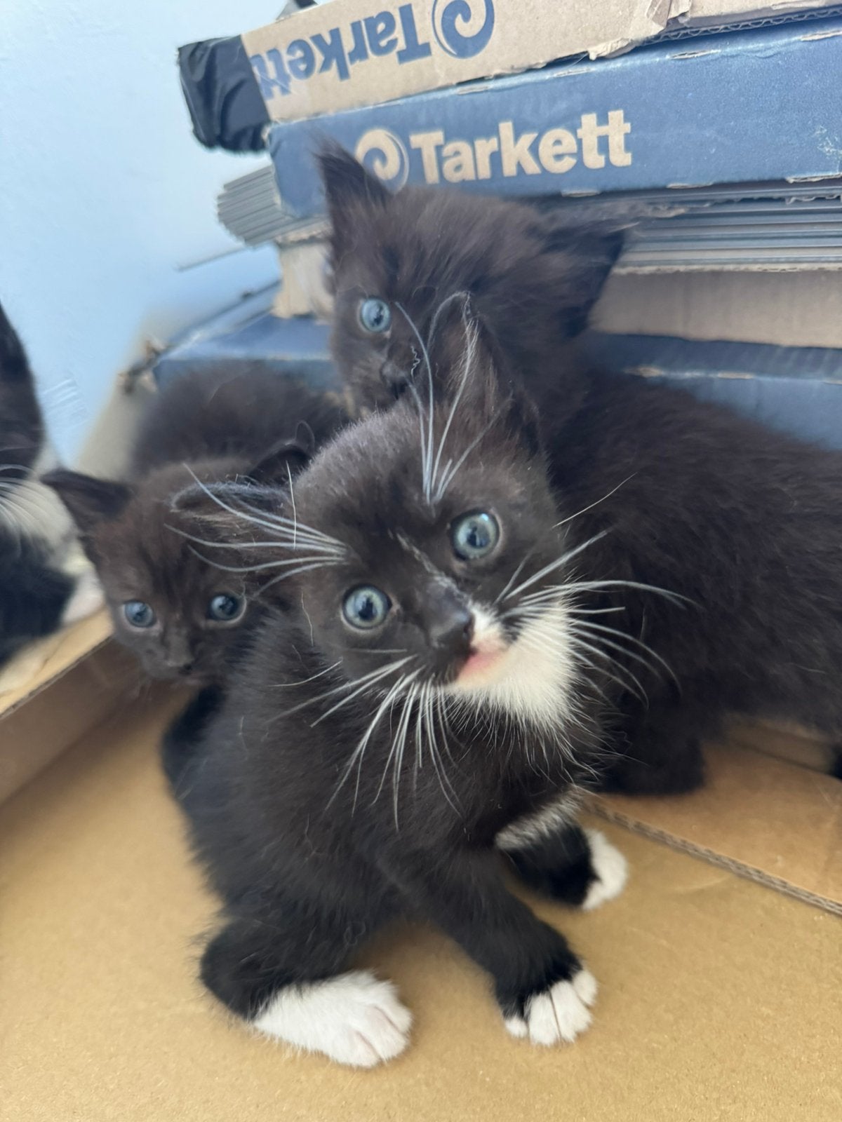 Britse korthaar kittens, Meerdere dieren, Kortharig, 0 tot 2 jaar