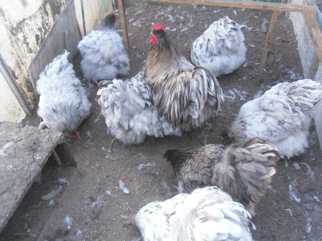 t.k. broedeieren Orpington groot Splash, Dieren en Toebehoren, Pluimvee, Meerdere dieren, Kip