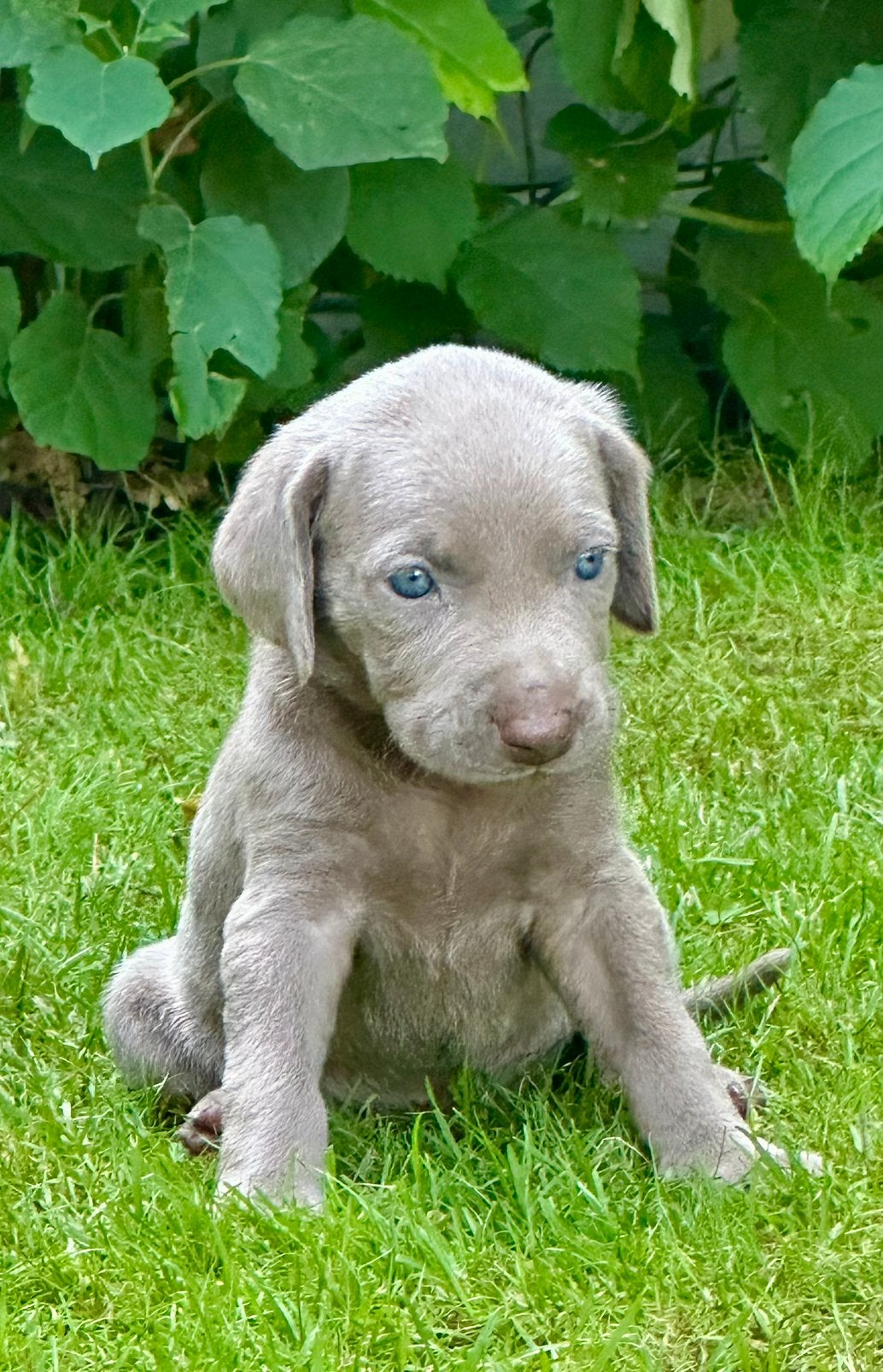 * Nog één Weimaraner pup * Reu, Overige rassen, 8 tot 15 weken, Parvo, Meerdere