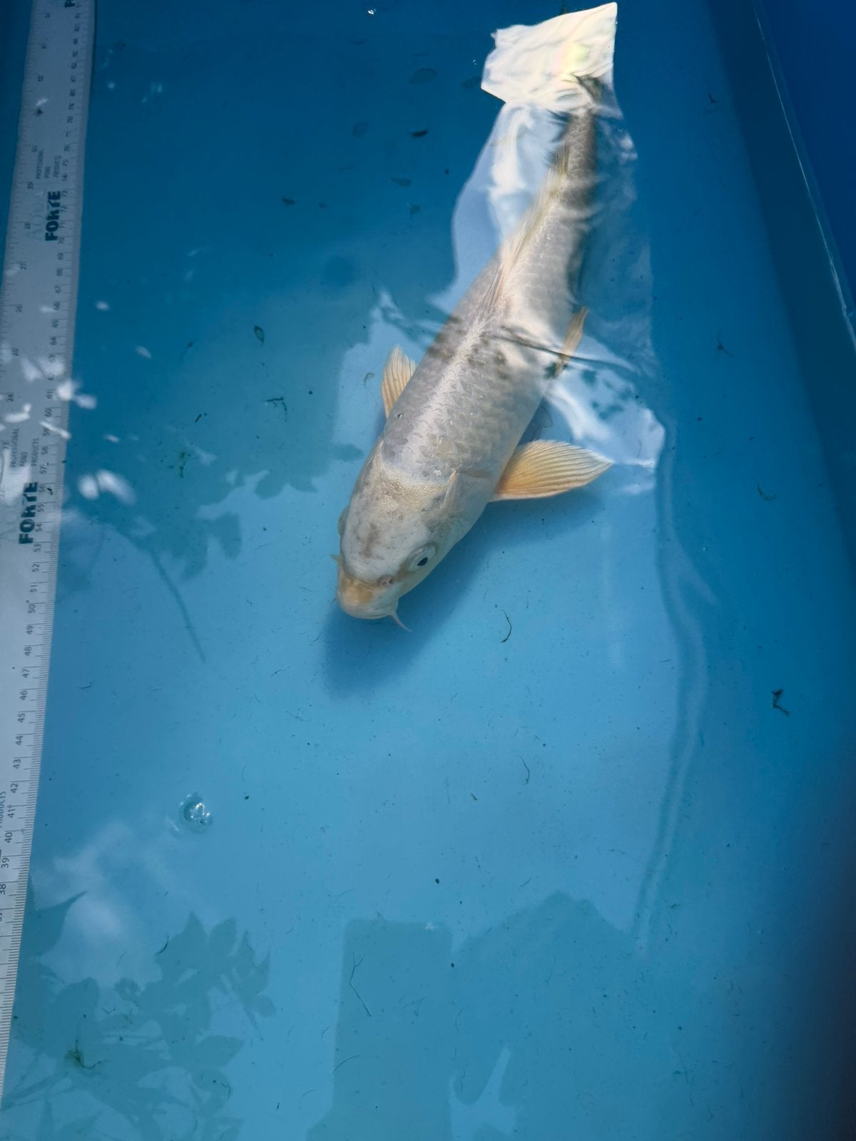 Mukashi Ogon koi, Karper of Koi