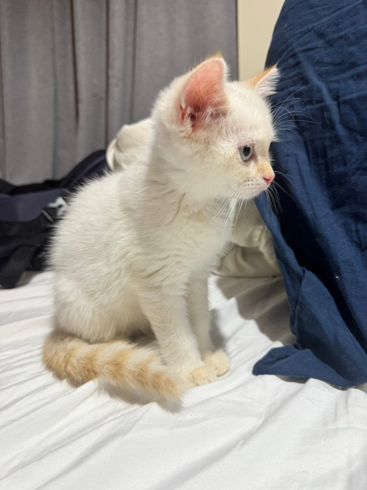 Knuffelig Brits Korthaar kittens in diverse kleuren, Dieren en Toebehoren, Meerdere dieren, Ontwormd