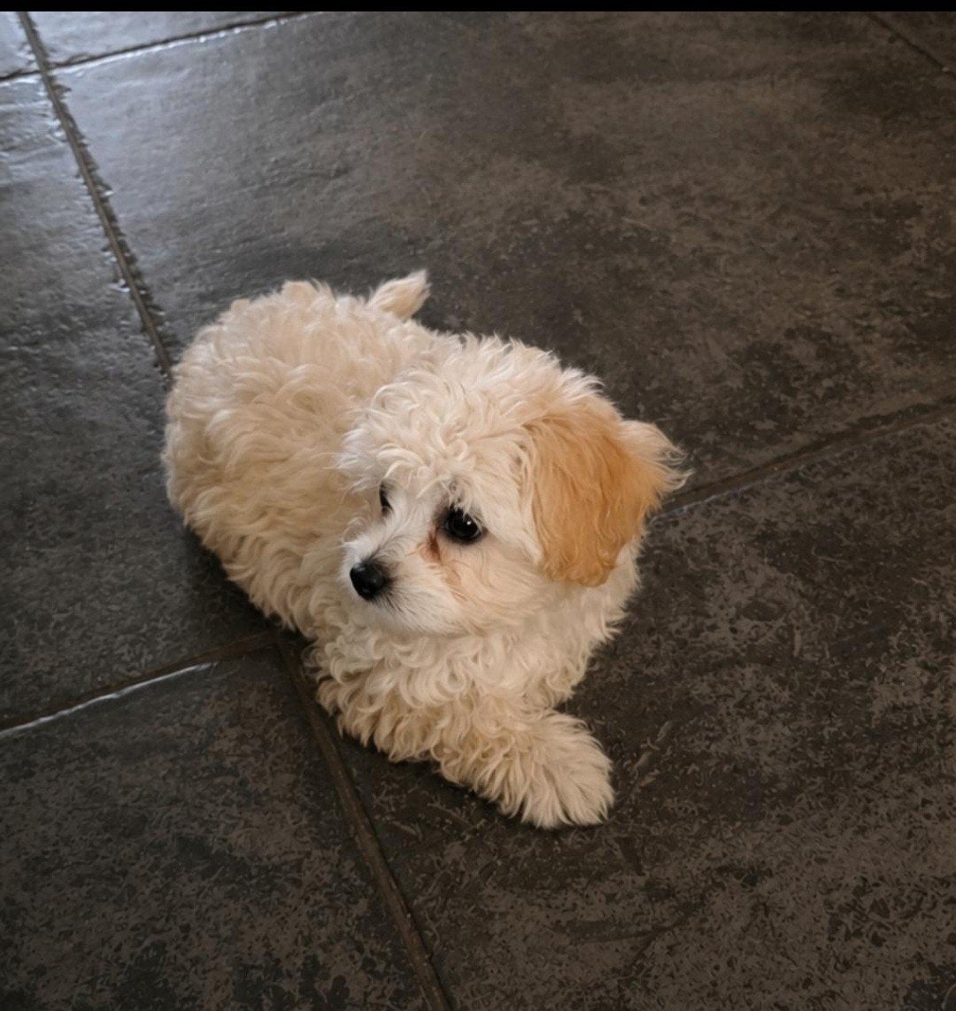 Heel klein maltipoo teefje F1, Overige rassen, 8 tot 15 weken, Teef, Meerdere