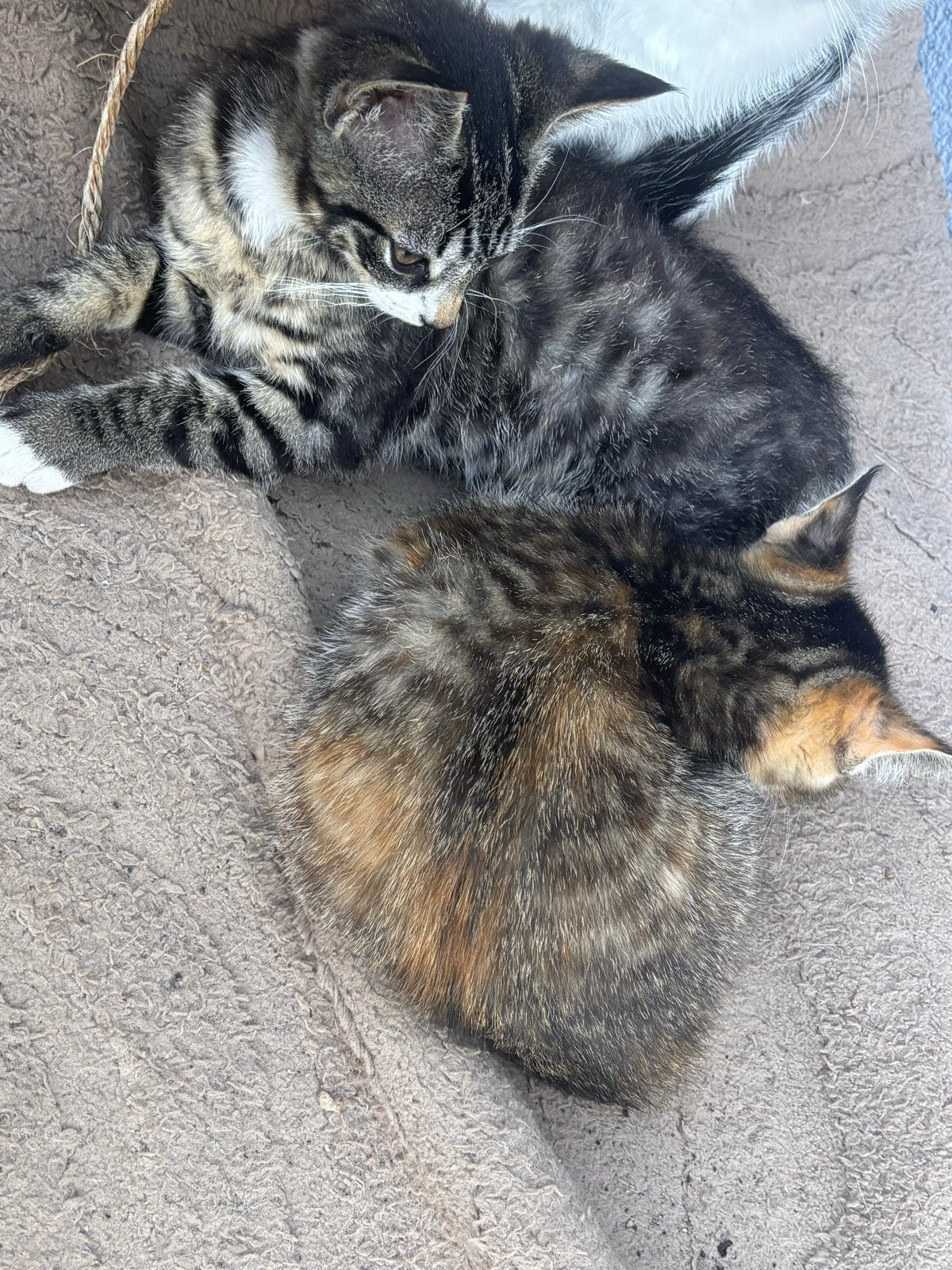 Kittens