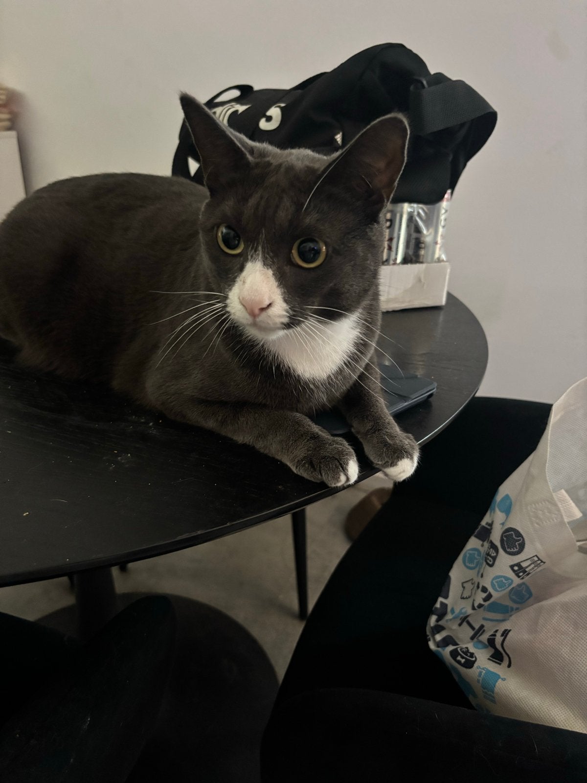 2 lieve katers zoeken goud mandje, Kater